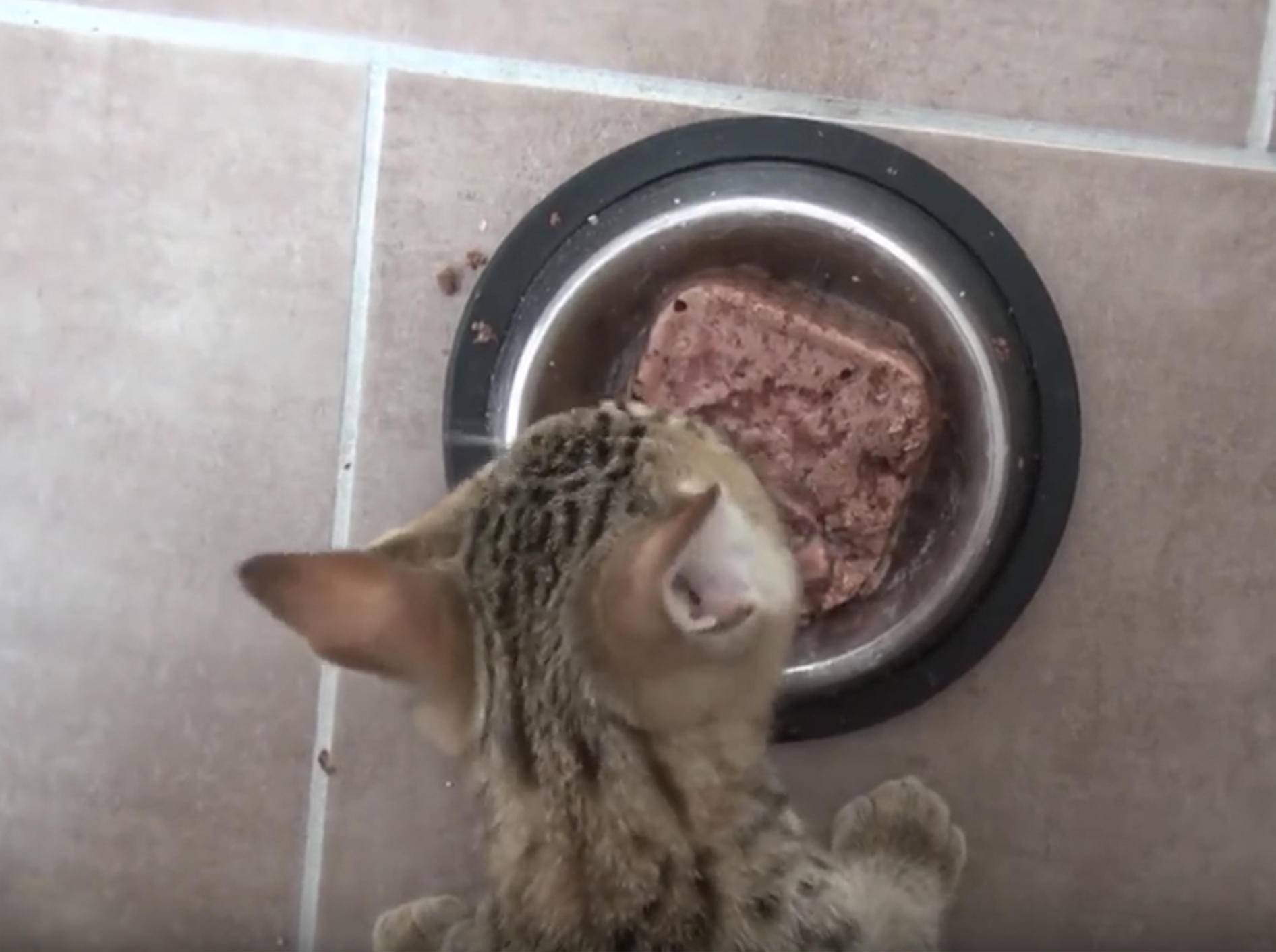 Dieses Bengal-Mix-Kätzchen mag sein Futter – YouTube / Rumble Viral