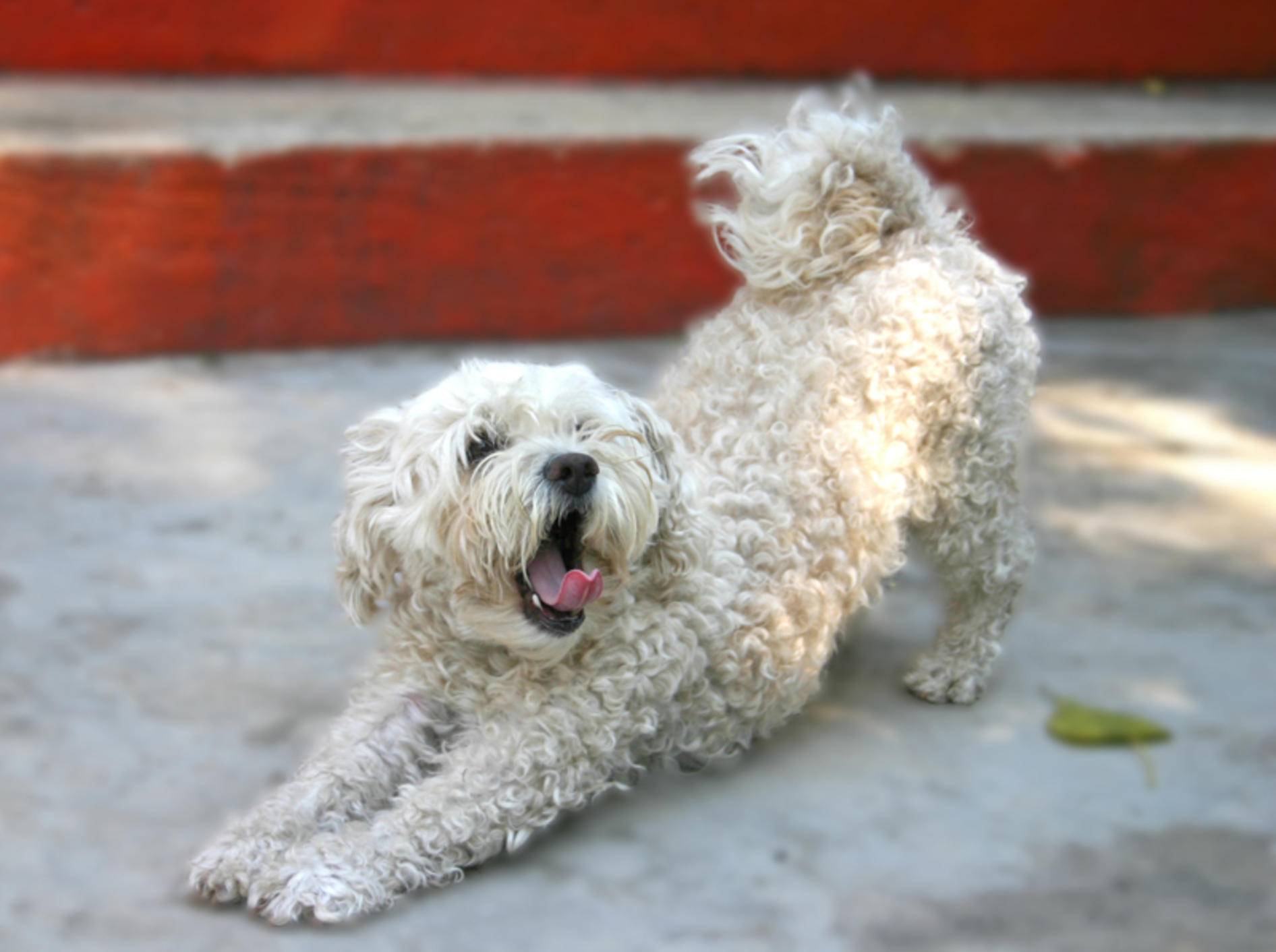 Beschwichtigungssignale von Hunden sind manchmal missverständlich – Shutterstock / Dumitrescu Ciprian-Florin