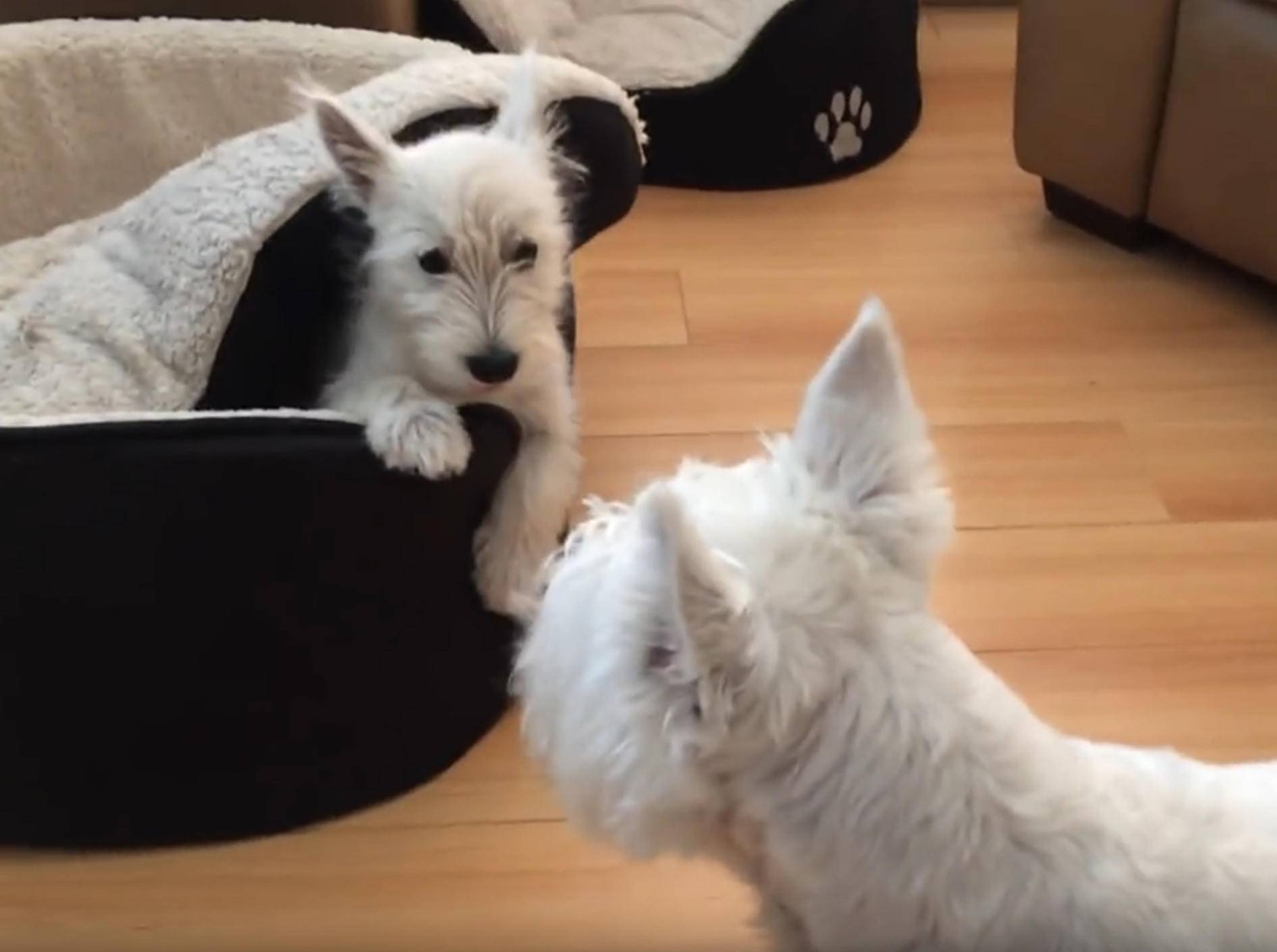 Zwei Westhighland White Terrier spielen Verstecken – YouTube / Rumble Viral