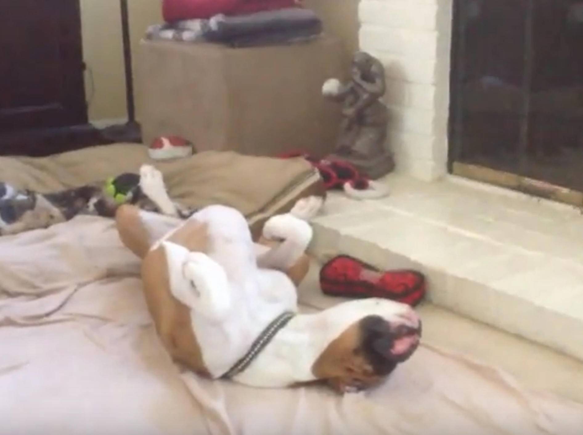 Faule Boxer-Hunde lassen es sich so richtig gutgehen – Bild: YouTube / Kimberly Shannon
