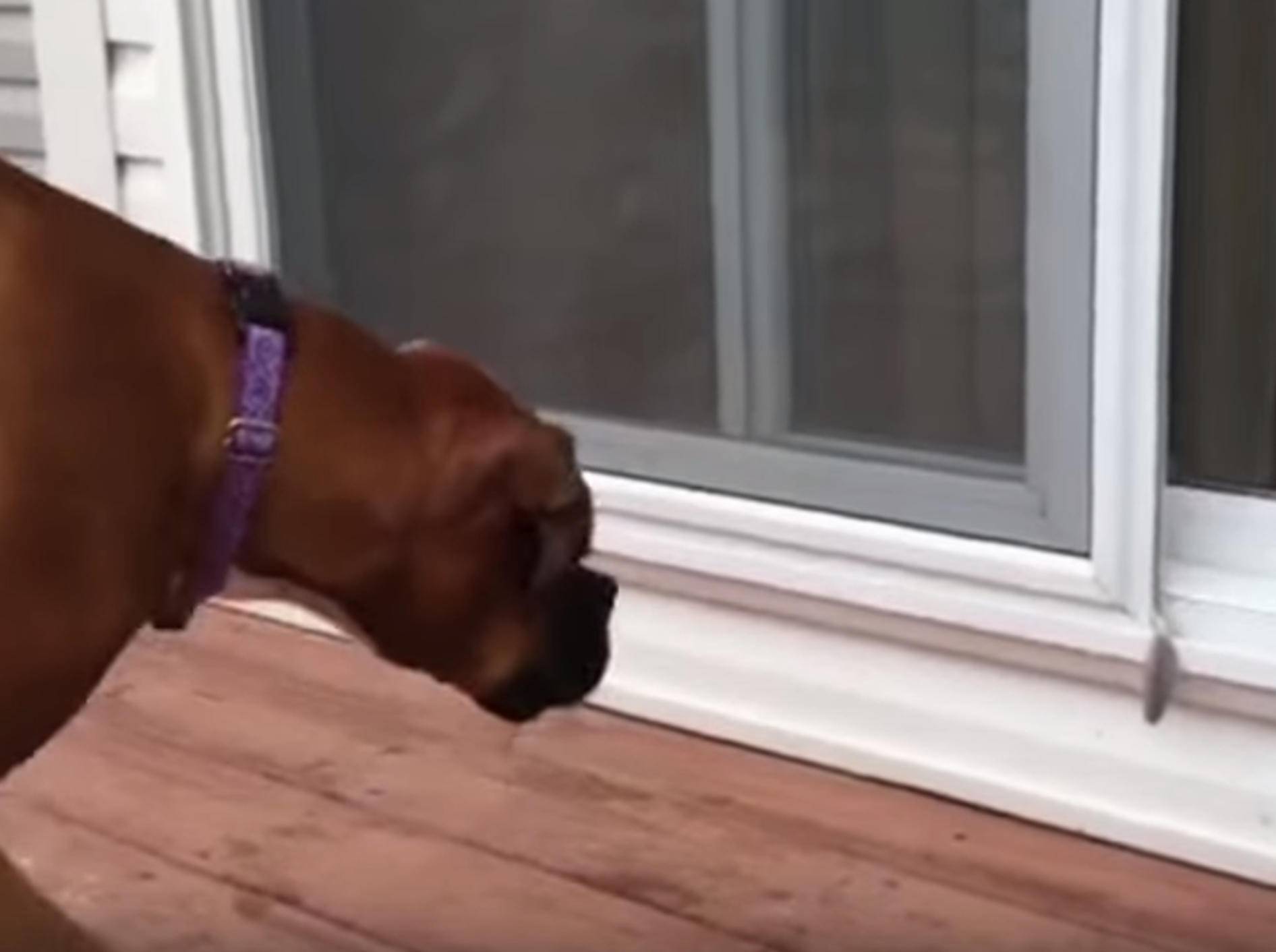 Boxer hat Angst vor Feder – Bild: YouTube / Kyoot Animals