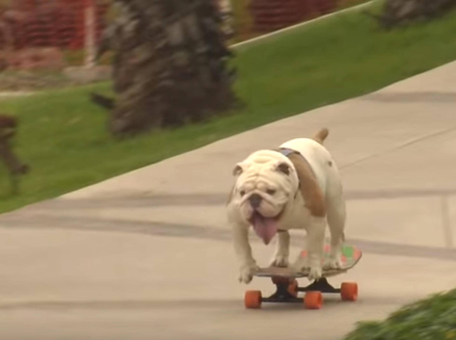 Bulldogge Weltrekord Hunde-Skateboard-Fahren