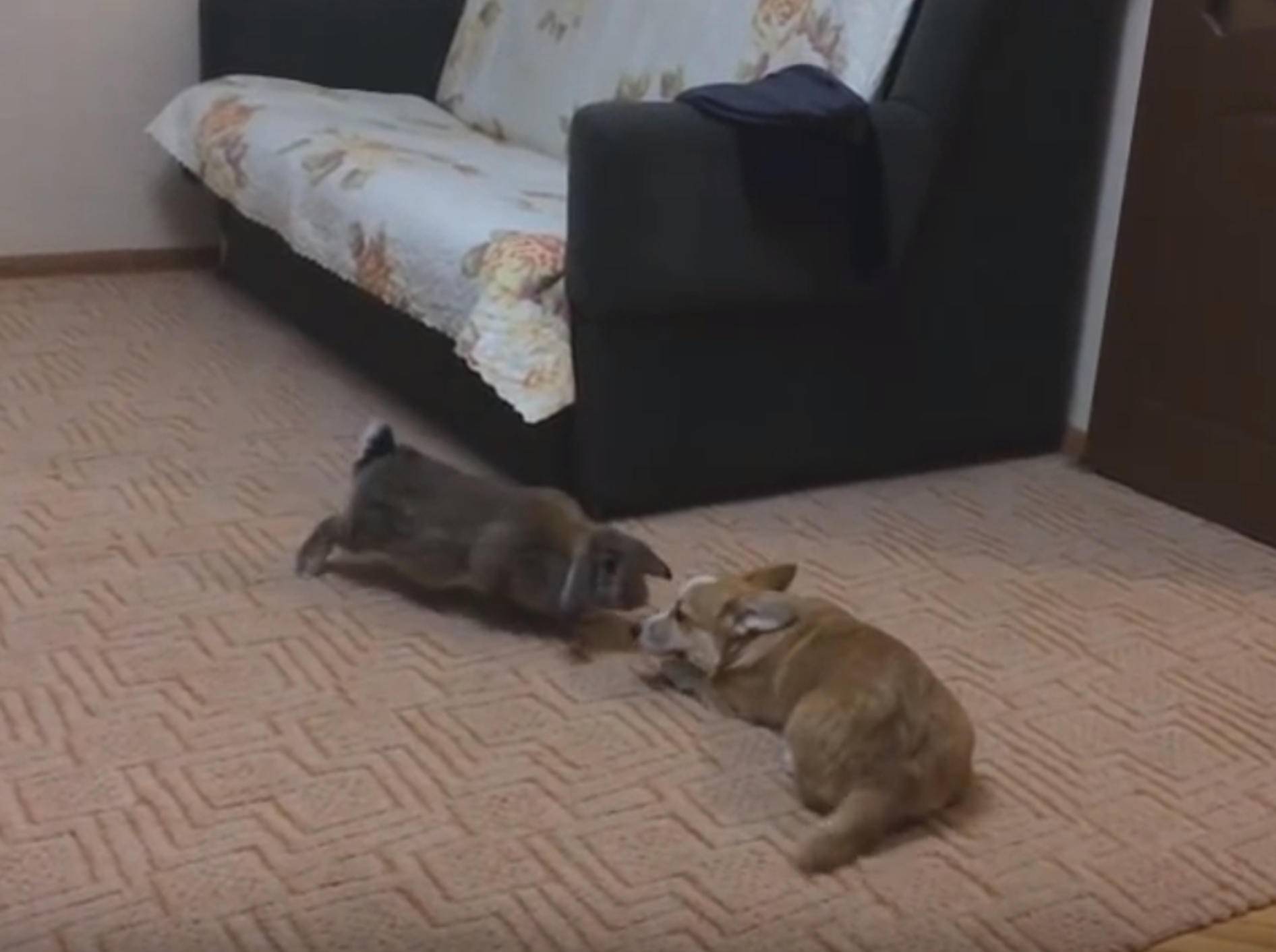 Corgi und Kaninchen: "Wollen wir Freunde sein?" – Bild: YouTube / winguner