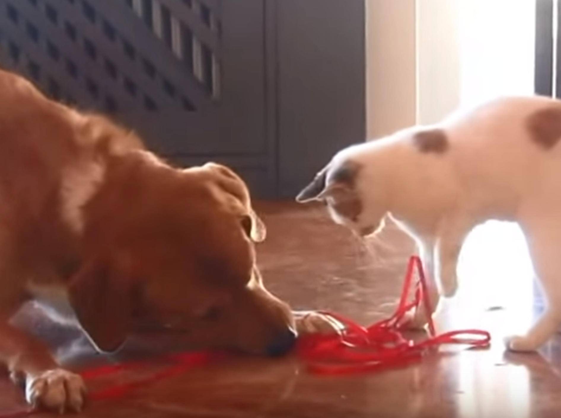Hund und Findelkatze spielen und toben gemeinsam – Bild: YouTube / OrphanPet Gr