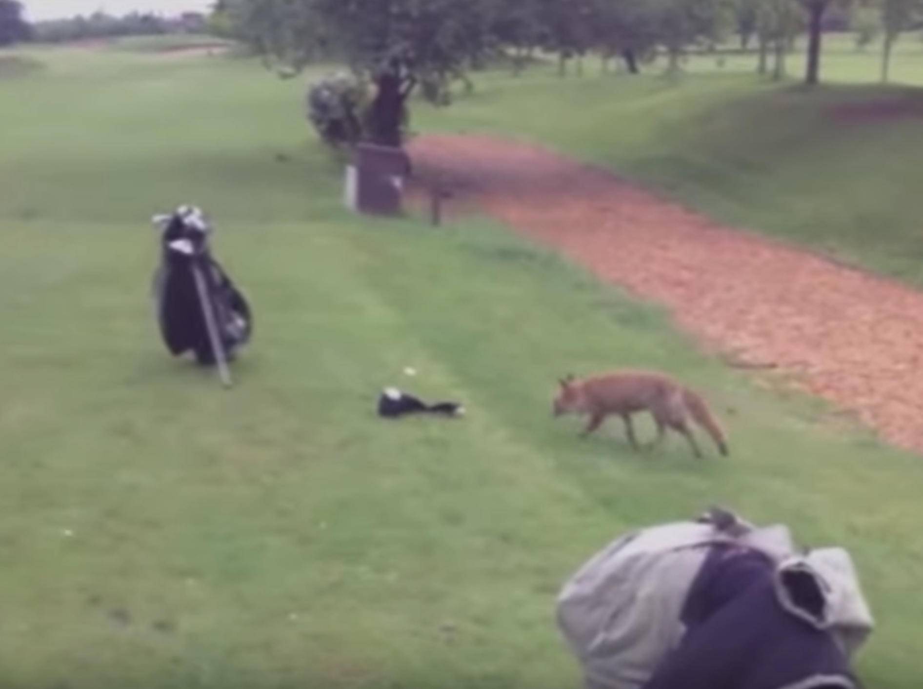 Frecher Fuchs will unbedingt Golfausrüstung haben – Bild: YouTube / Kyoot Animals