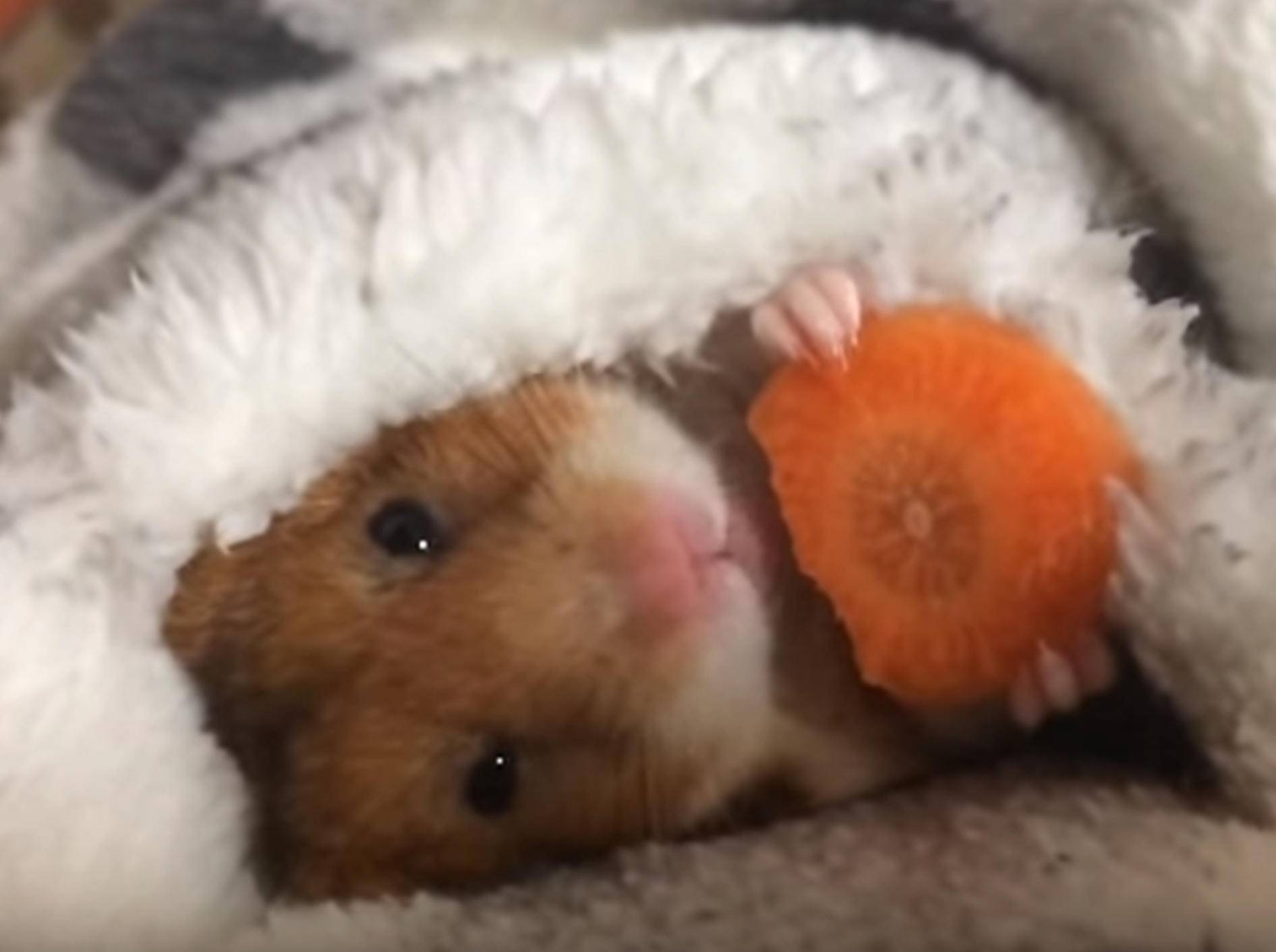 Zum Dahinschmelzen: Niedlicher Hamster futtert Karotte – Bild: YouTube / mikesanman 19
