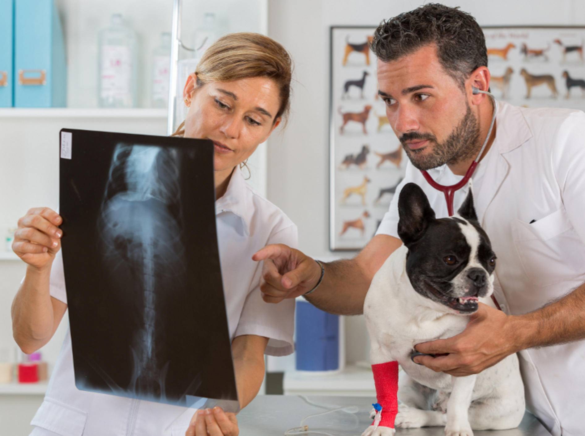Eine Röntgenuntersuchung ist für den Hund relativ ungefährlich – Shutterstock / 135pixels