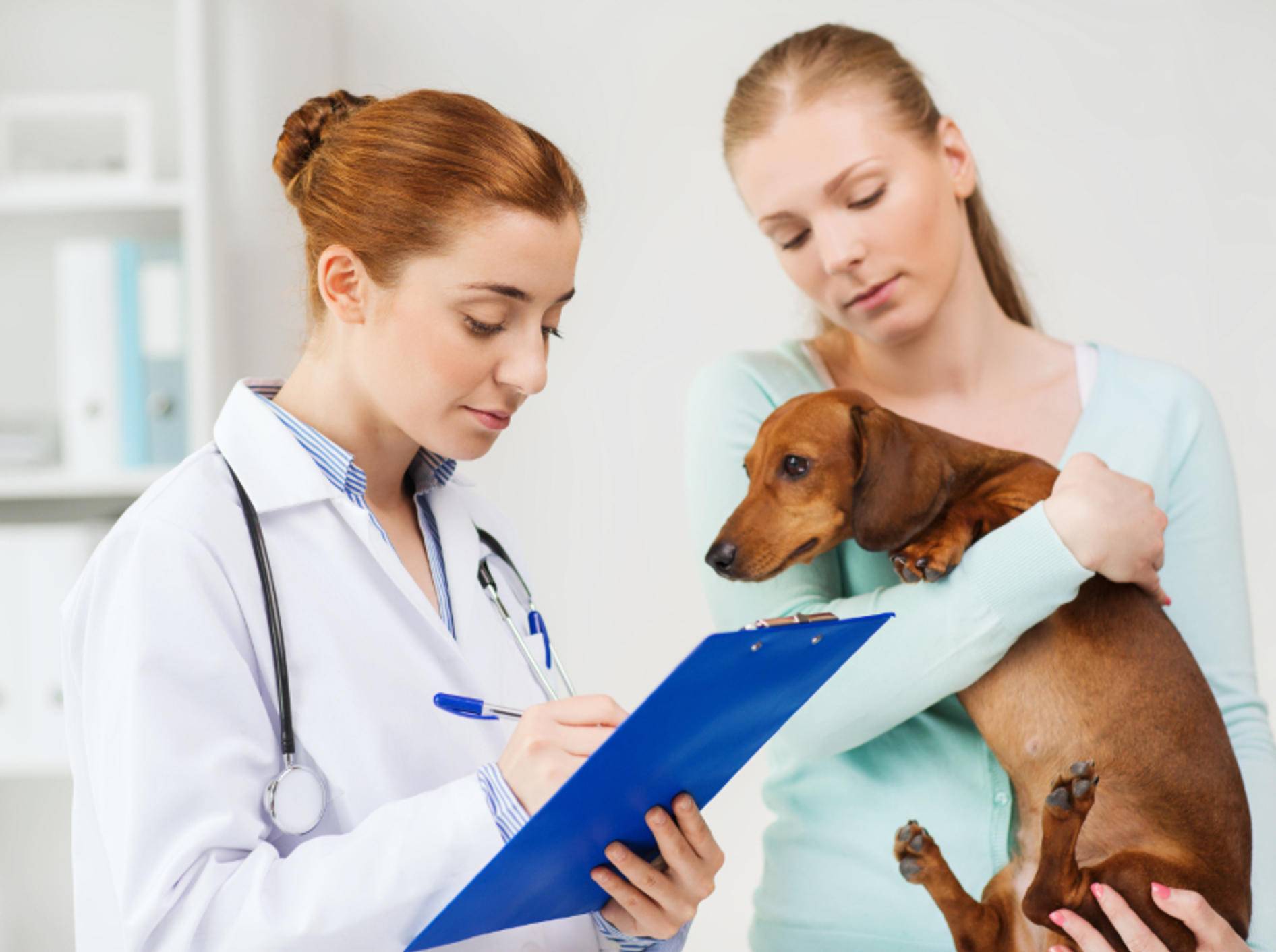 Leptospirose beim Hund Symptome, Ursachen &amp; Behandlung