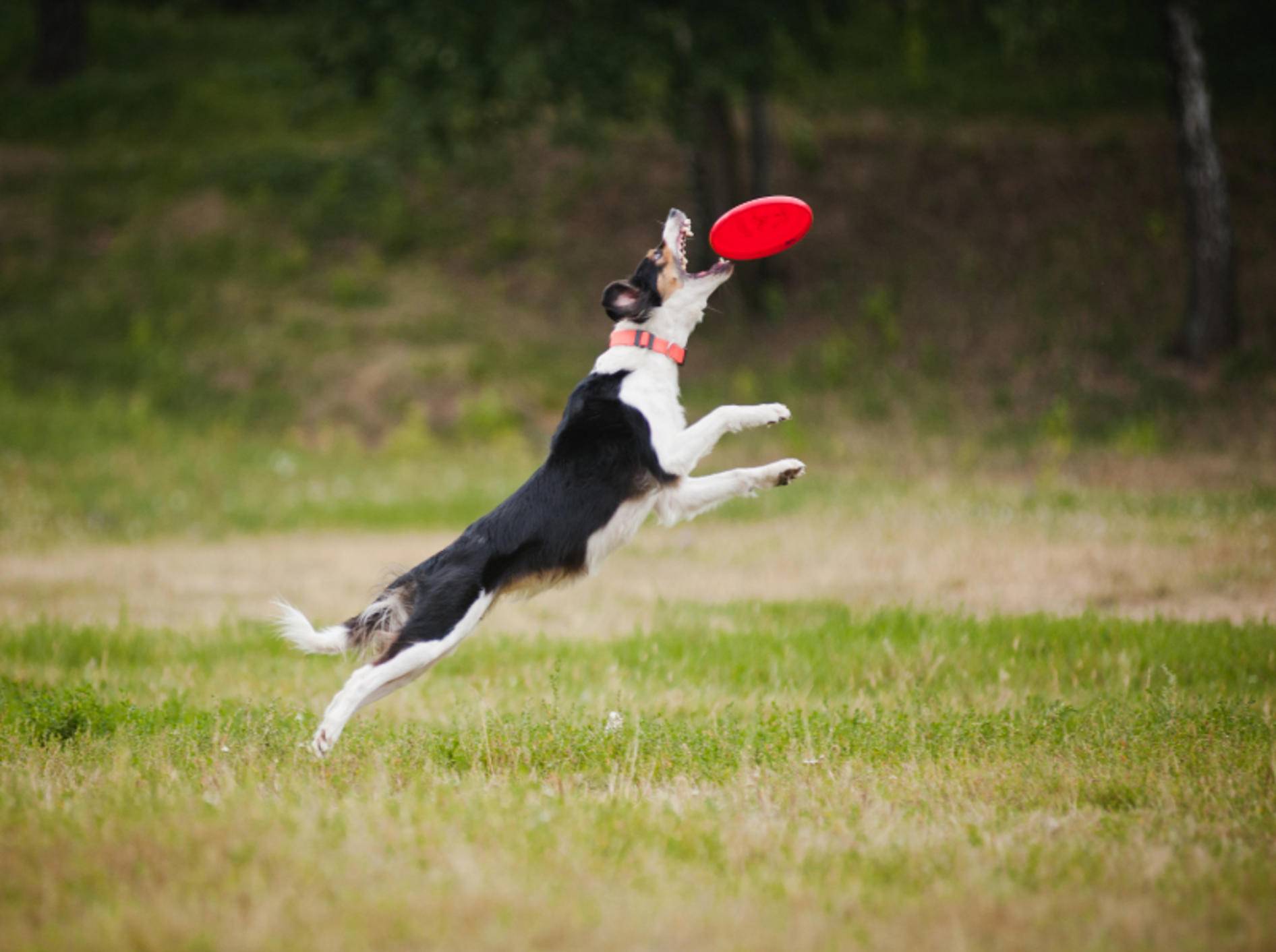 Hunde beschäftigen Sie am besten in freier Natur – Shutterstock / Ksenia Raykova