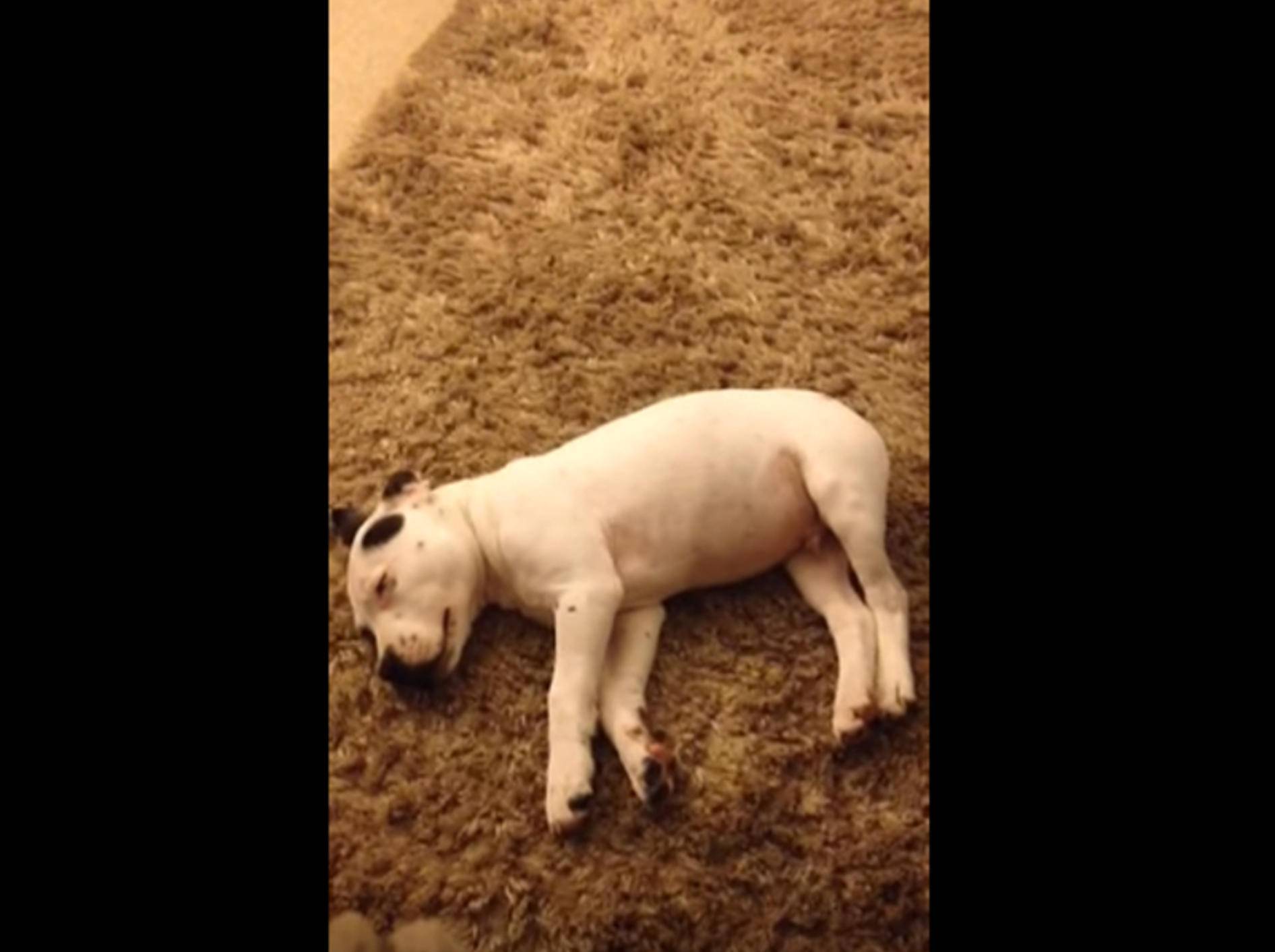 Hund erschrocken: "Uuuups! War das ein Pups?" – Bild: YouTube / jonnymaberley
