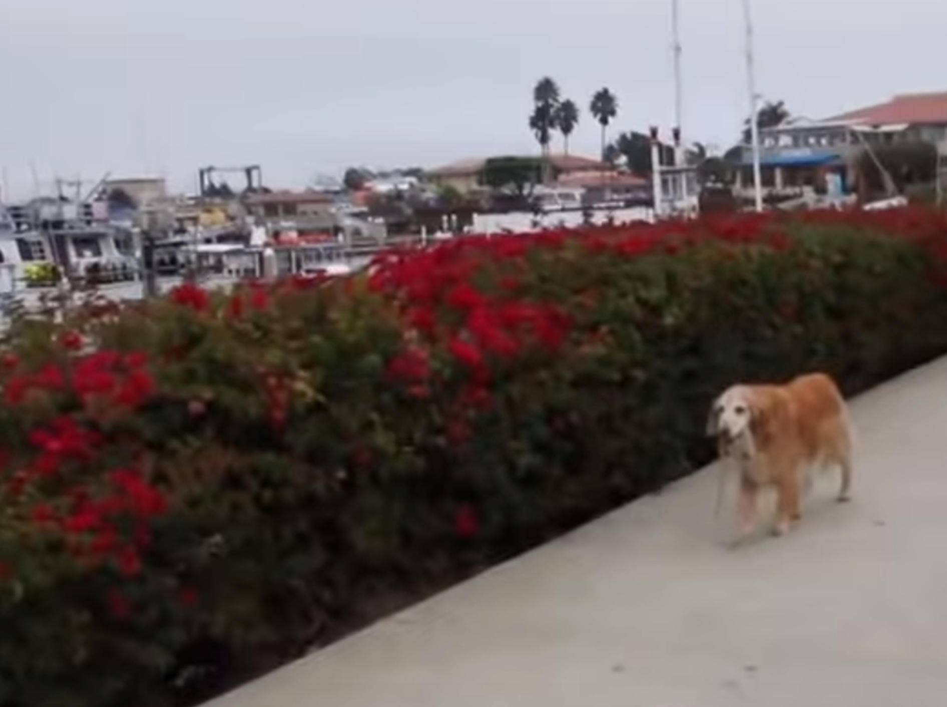 Selbst ist der Hund: Wenn Vierbeiner unabhängig werden – Bild: YouTube / The Dodo