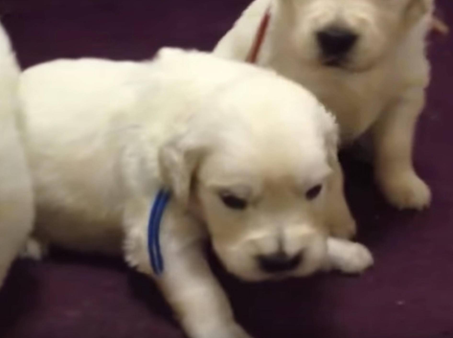 Sooo knuffig: Hundewelpen lernen das Jaulen – Bild: YouTube / FunnyTV