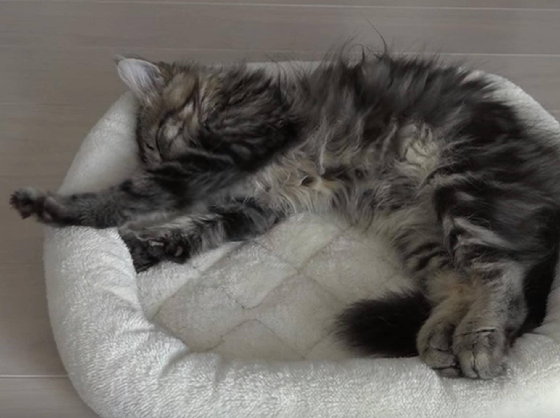 Kätzchen Osamu fühlt sich rundum wohl – Bild: YouTube / 10 Cats.