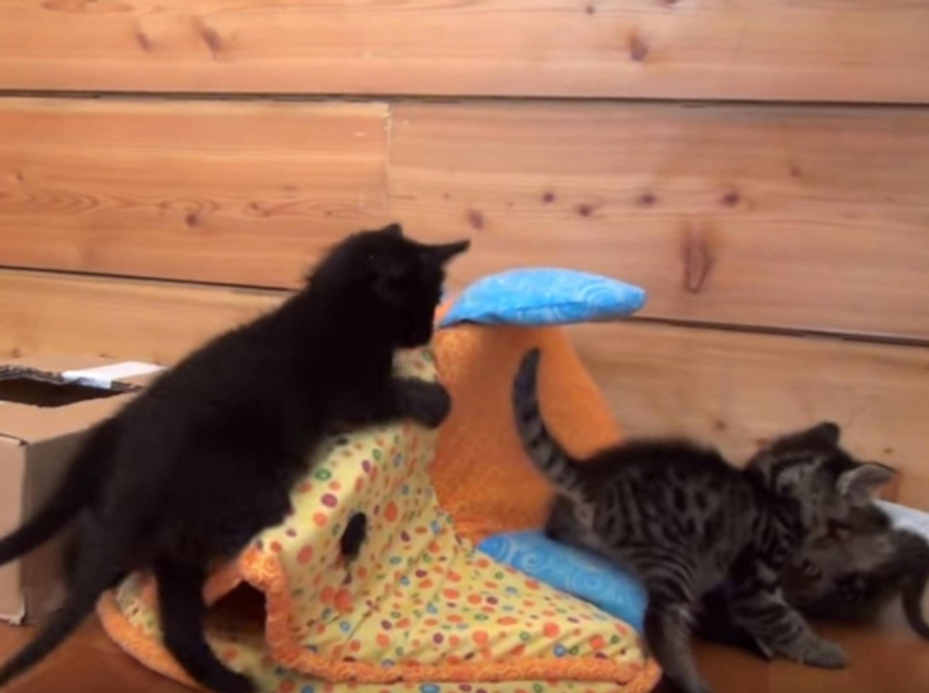 Ganz schön frech: Kätzchen nehmen Bettchen in Beschlag – Bild: YouTube / DrNworb's KitsCats