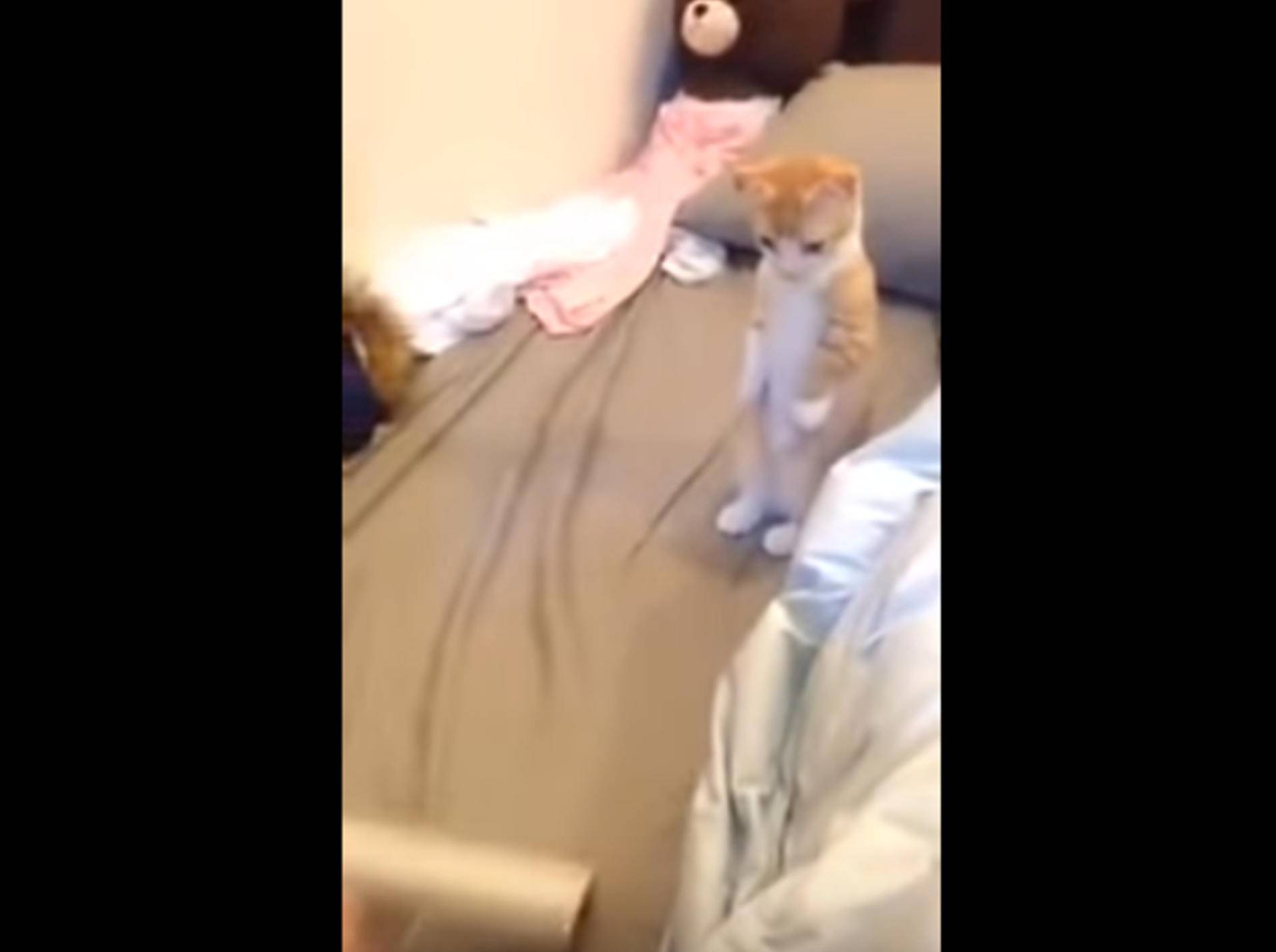 "Oh, eine Fusselrolle!": Neugieriges Kätzchen ist fasziniert – Bild: YouTube / SrIz@Xman