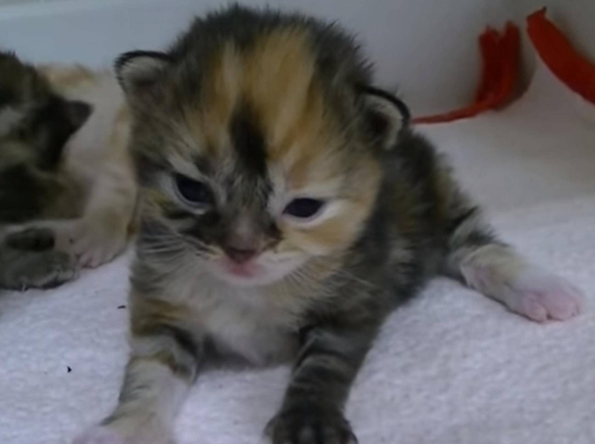 Sooo knuffig: Kätzchen sind gaaanz müde – BIld: YouTube / Miss Aww