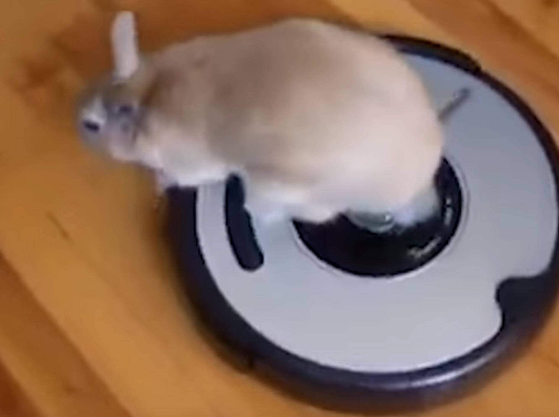 Kaninchen drehen eine Roomba-Runde – Bild: YouTube / The Dodo