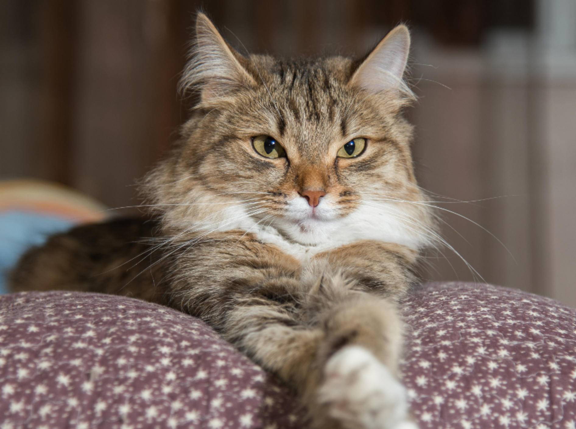 Wenig Bewegung verschlimmert die Arthrose bei Katzen – Shutterstock / Anton Papulov