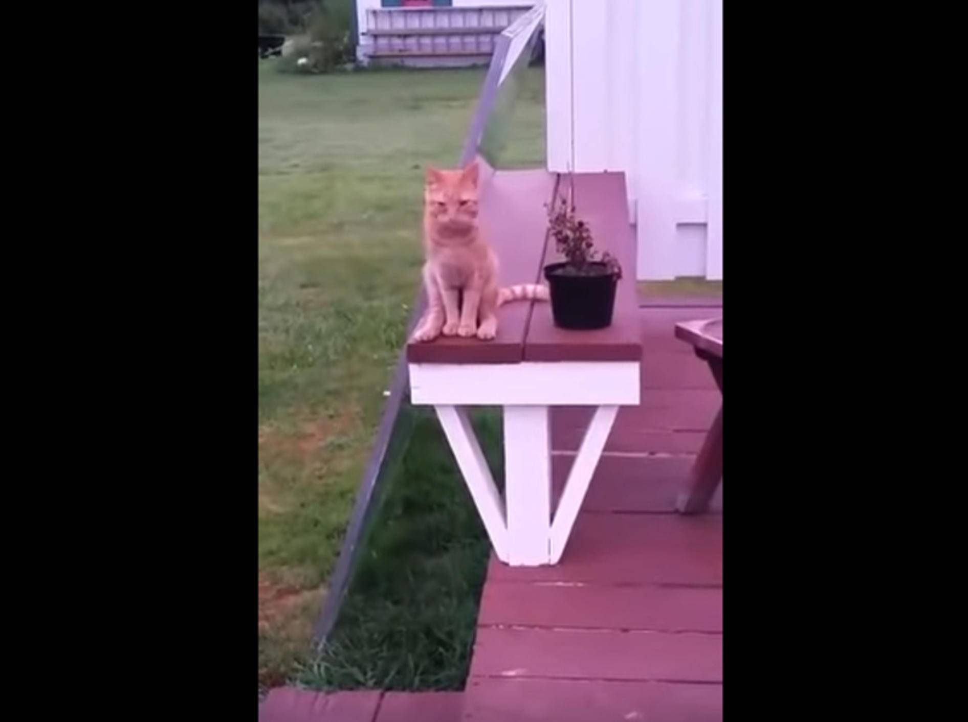 Rote Katze: Sitzhaltung wie ein Mensch – Bild: YouTube / ViralHog