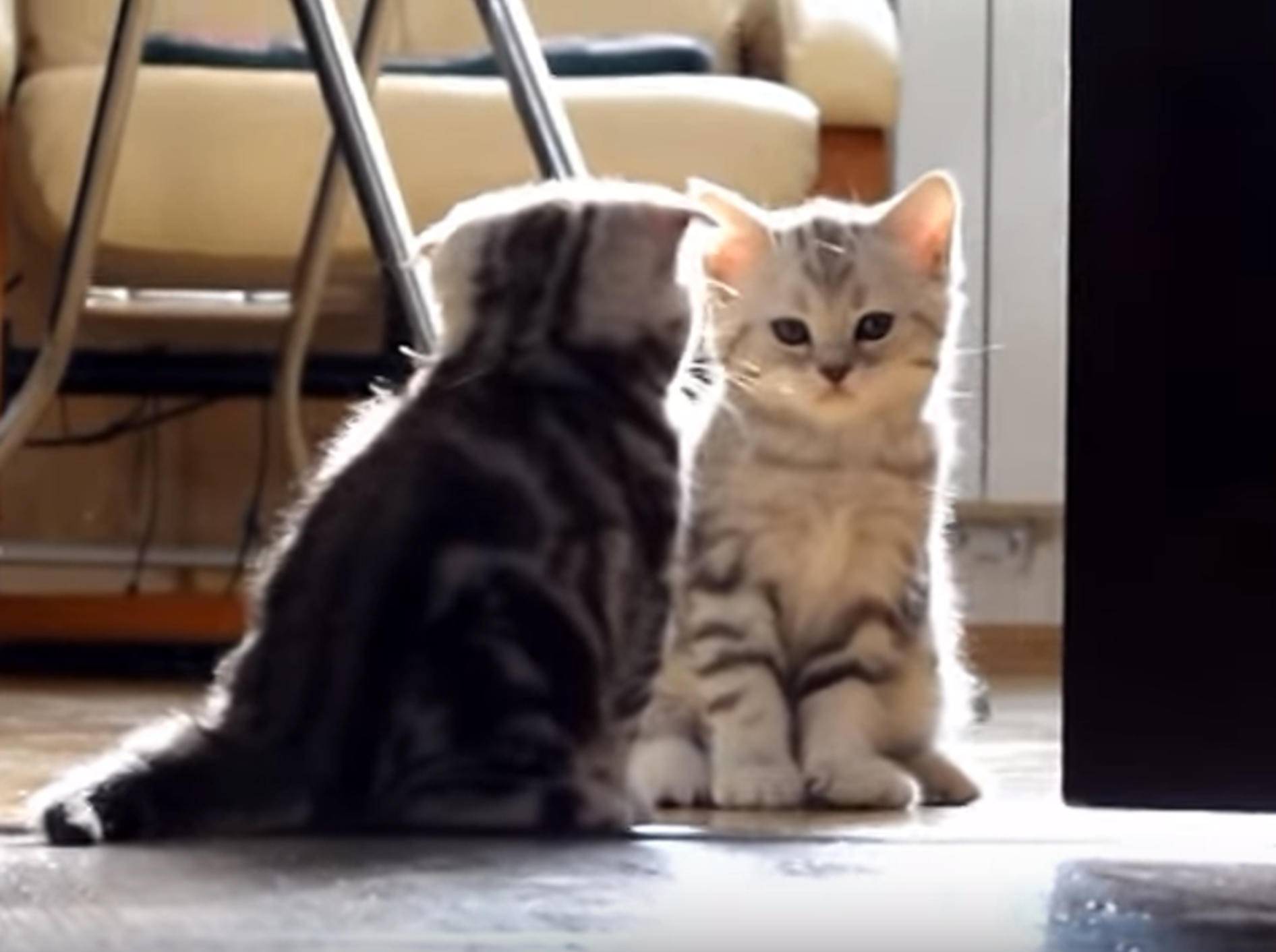 "Du kommst hier nicht rein!" Katze übt sich als Türsteher – Bild: YouTube / Funnycatsandnicefish