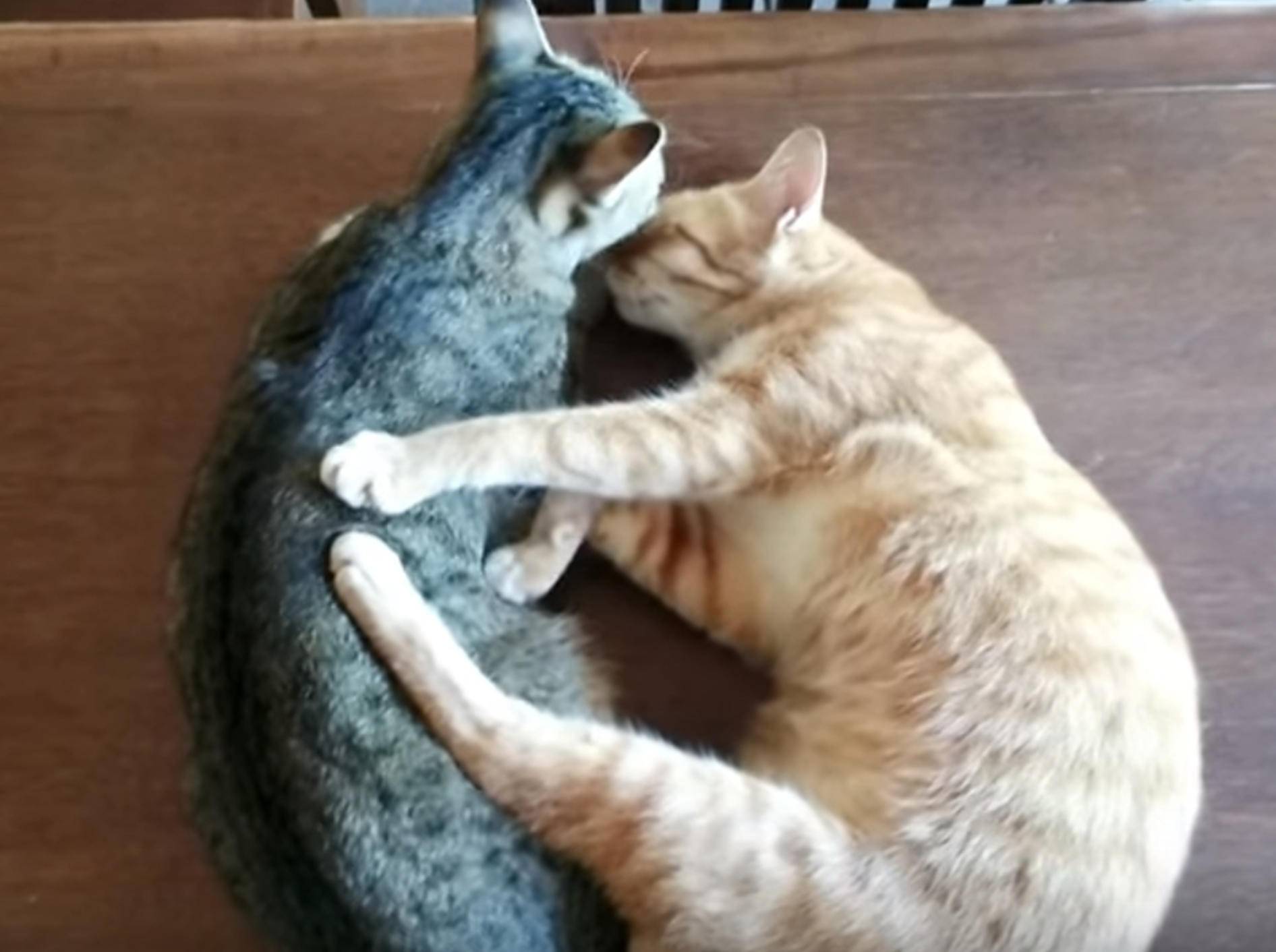 Süße Katzenkumpel: "Los, lass uns kuscheln!" – Bild: YouTube / elephantnews