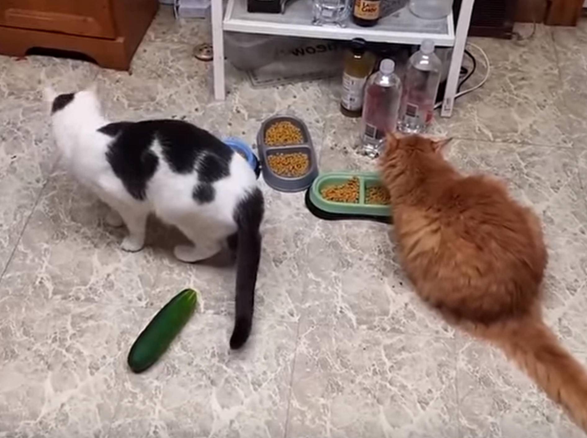 Gemüse des Grauens: Katzen erschrecken sich vor Gurken – Bild: YouTube / Link-Wall . com
