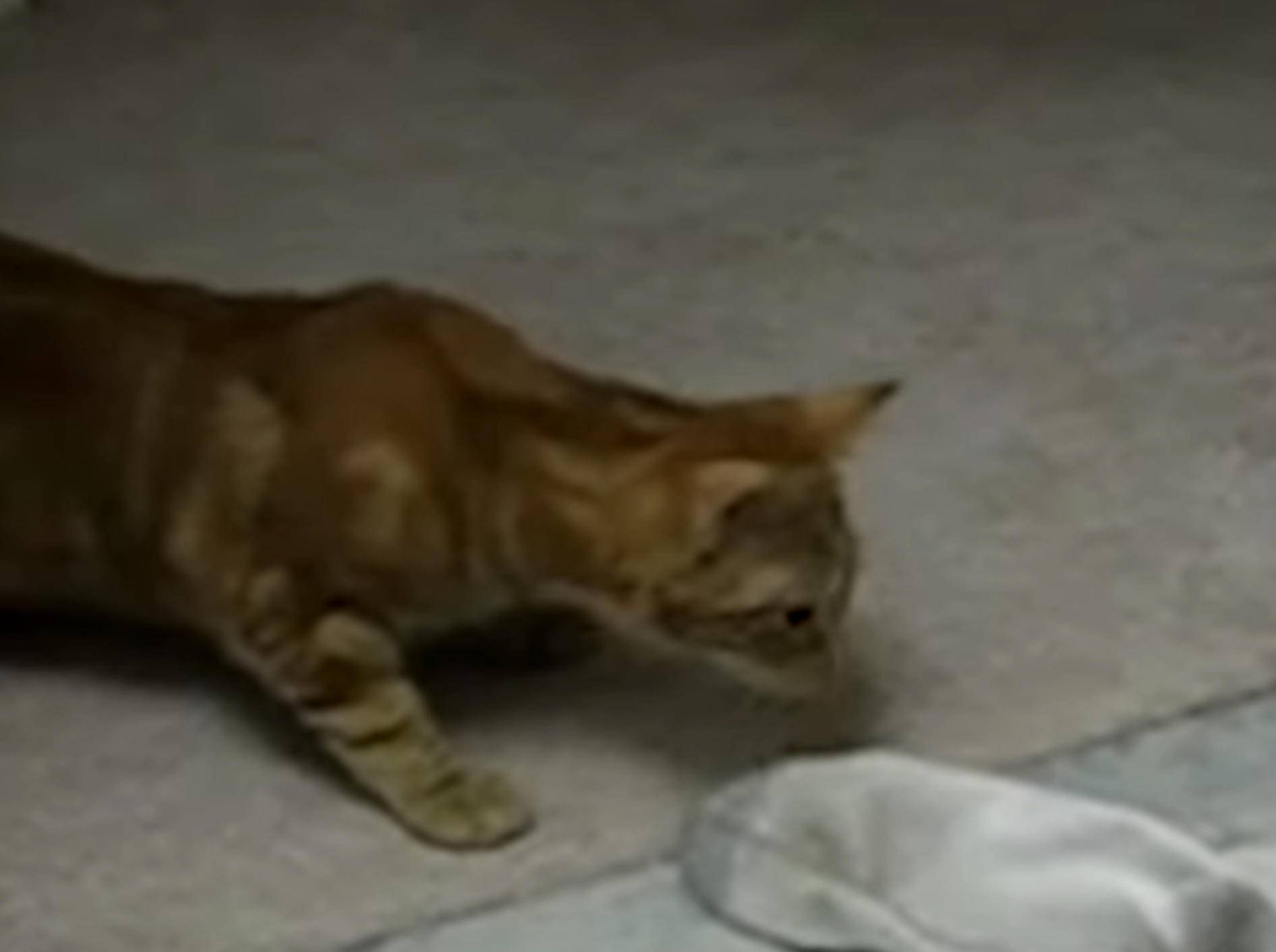 Plumps! Katzen haut ein Geruch total um – Bild: YouTube / The Dodo