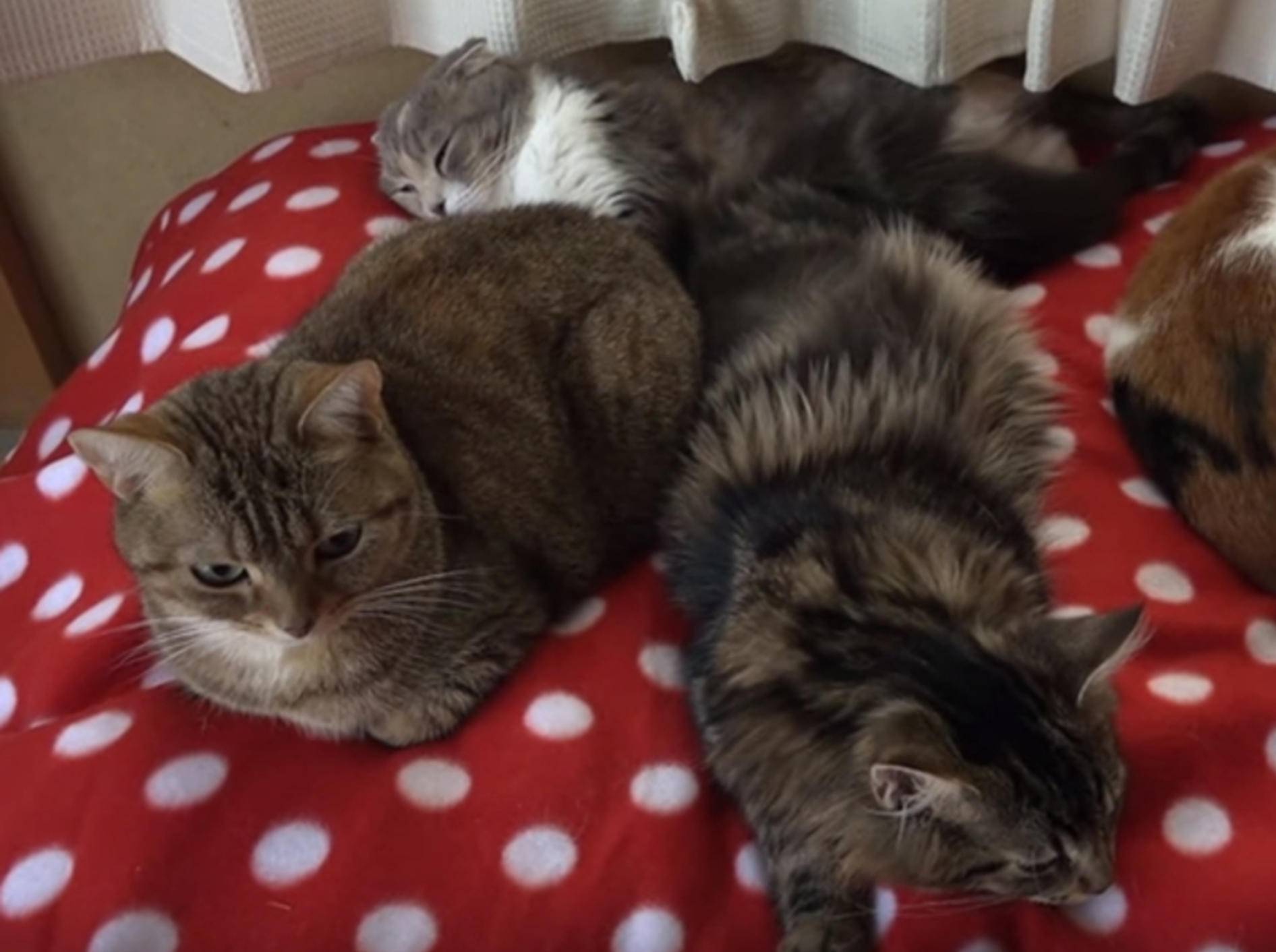 Verschmuste Katzen machen extraflauschiges Nickerchen – Bild: YouTube / 10 Cats.