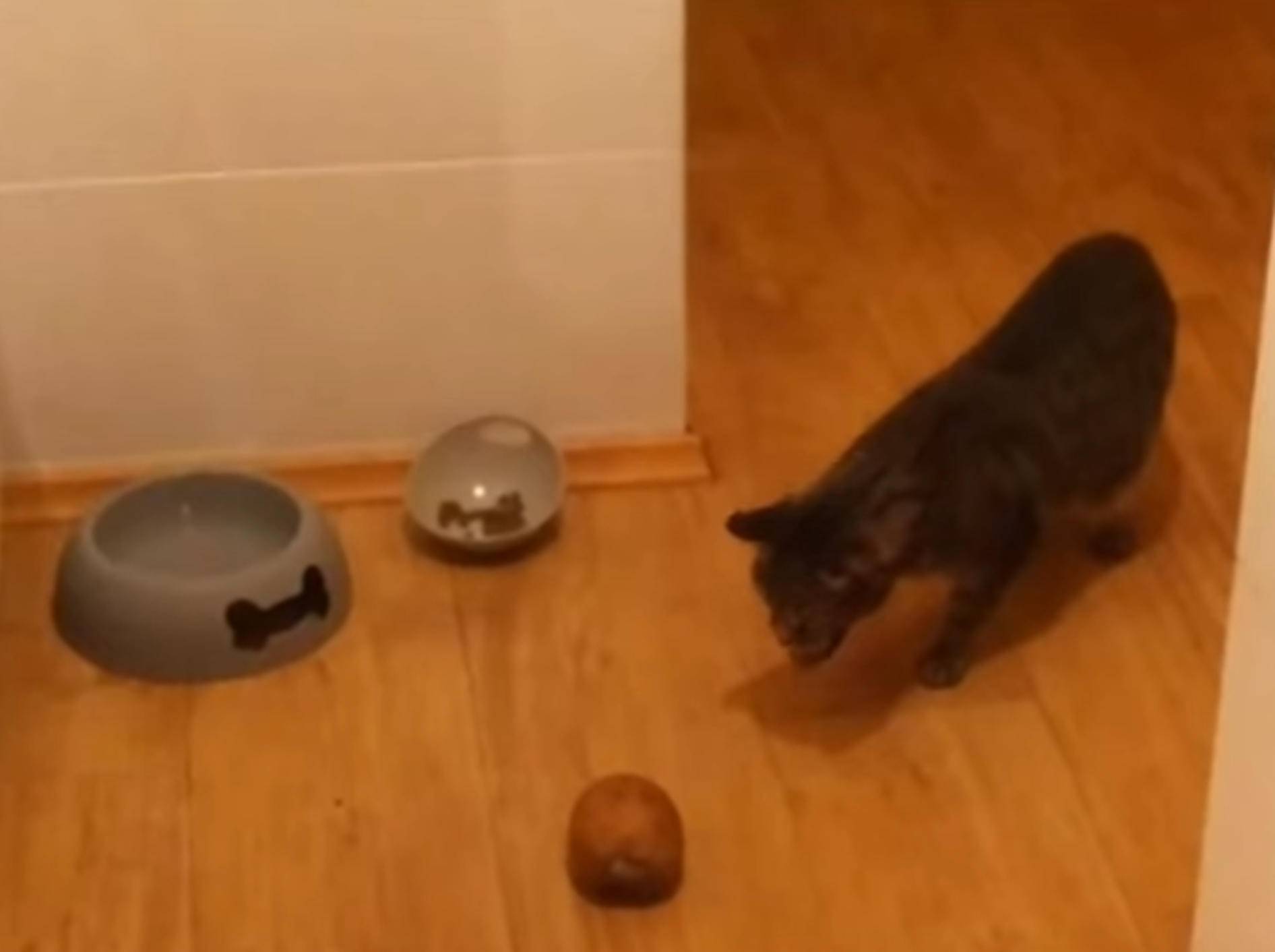 Brummmm, brummmm: Katzen vs. Elektrische Zahnbürste – Bild: YouTube / The Dodo