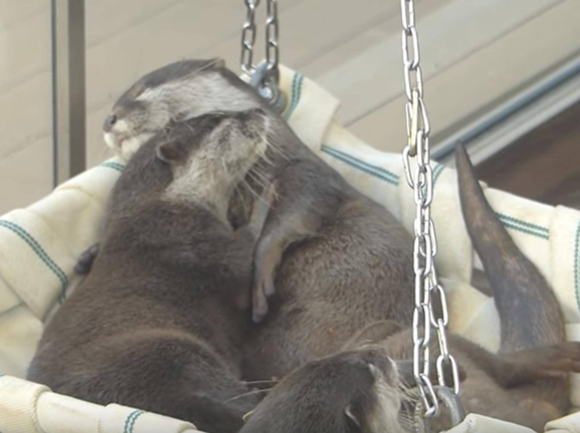 So niedlich: Kuschelstunde bei süßen Ottern – Bild: YouTube / muny rakko
