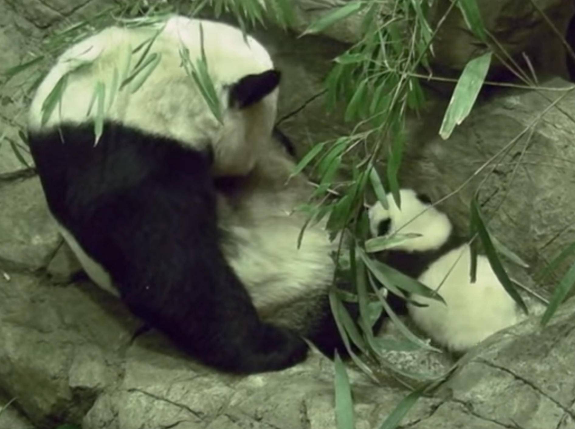 Panda-Baby Bei Bei macht seine ersten Wackelschrittchen – Bild: YouTube / Smithsonian's National Zoo