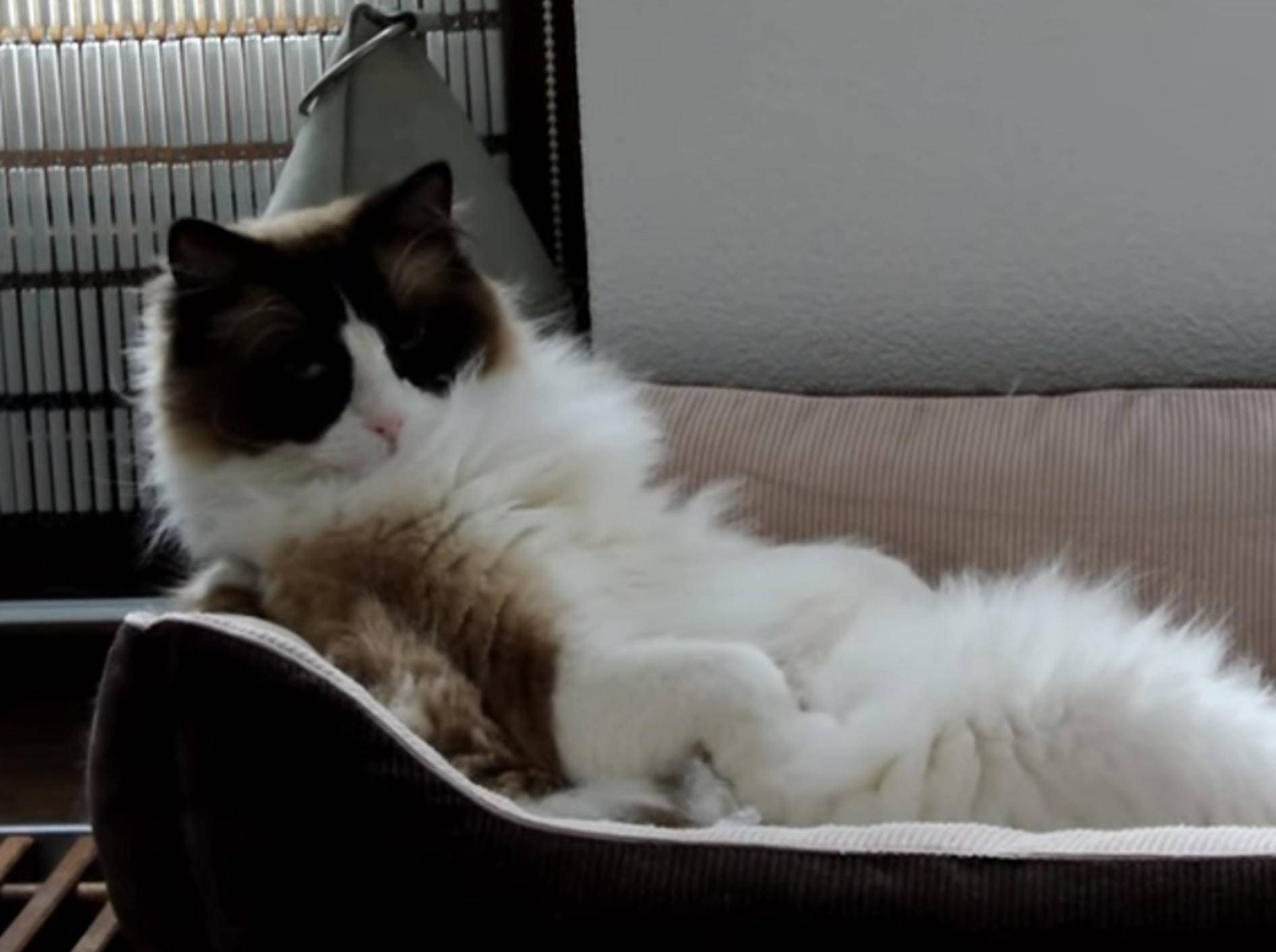 Ragdoll-Kater Timo entspannt im weichen Bett – Bild: YouTube / Xiedubbel