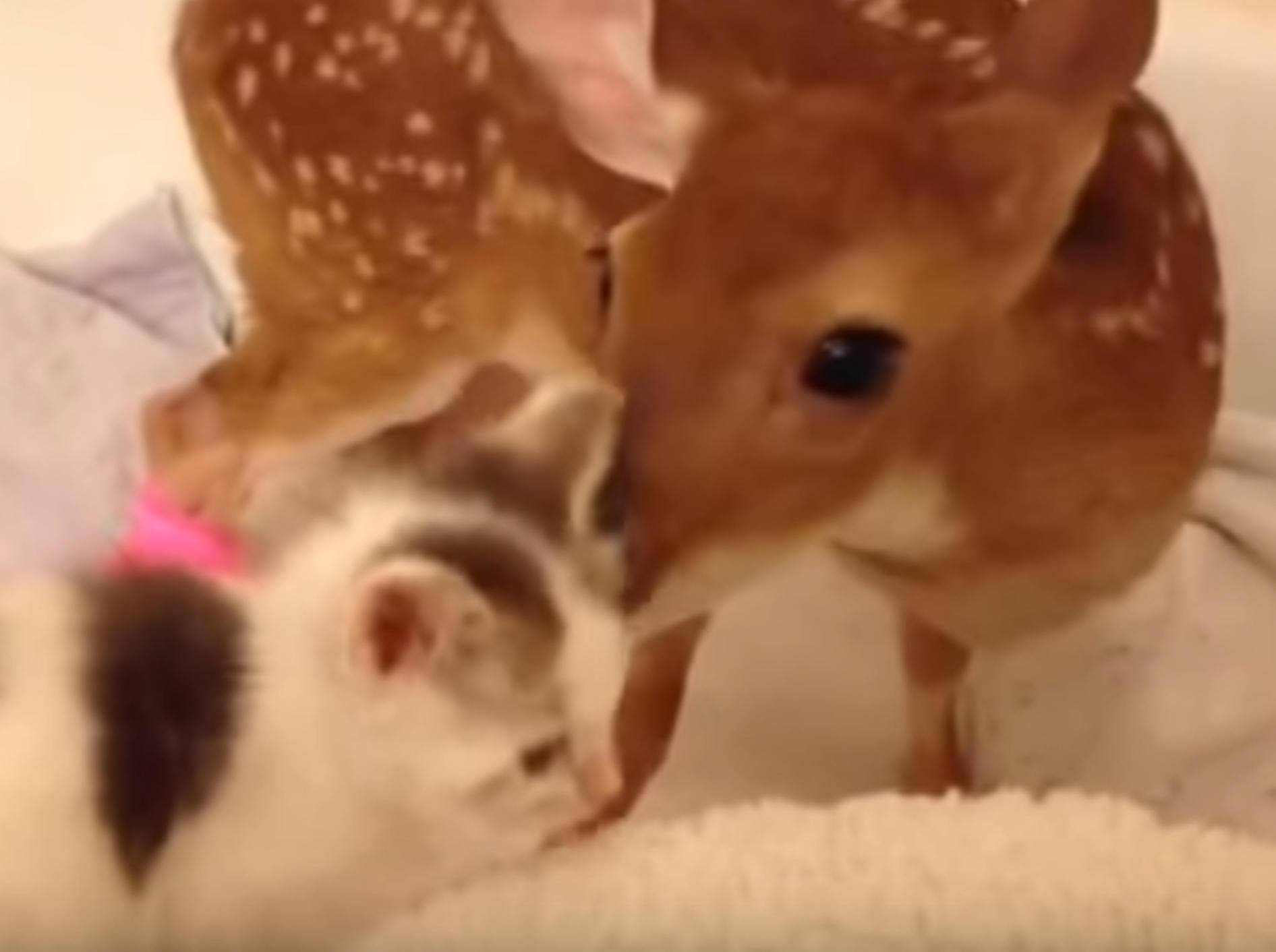 Rehkitz Snowflake freundet sich mit Kätzchen an – Bild: YouTube / TheMarzinka