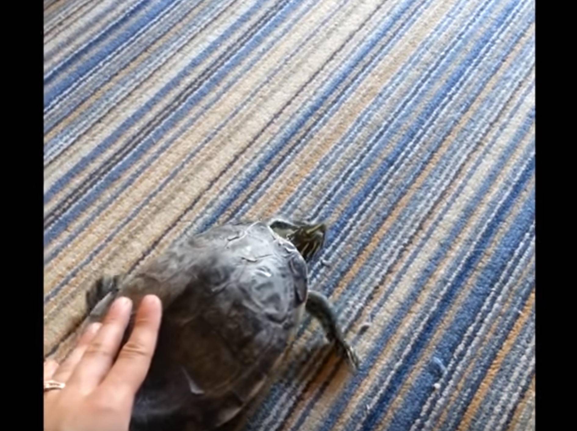 Kraulen mit Wirkung: Schildkröte wackelt mit Panzer – Bild: YouTube / Kyoot Animals