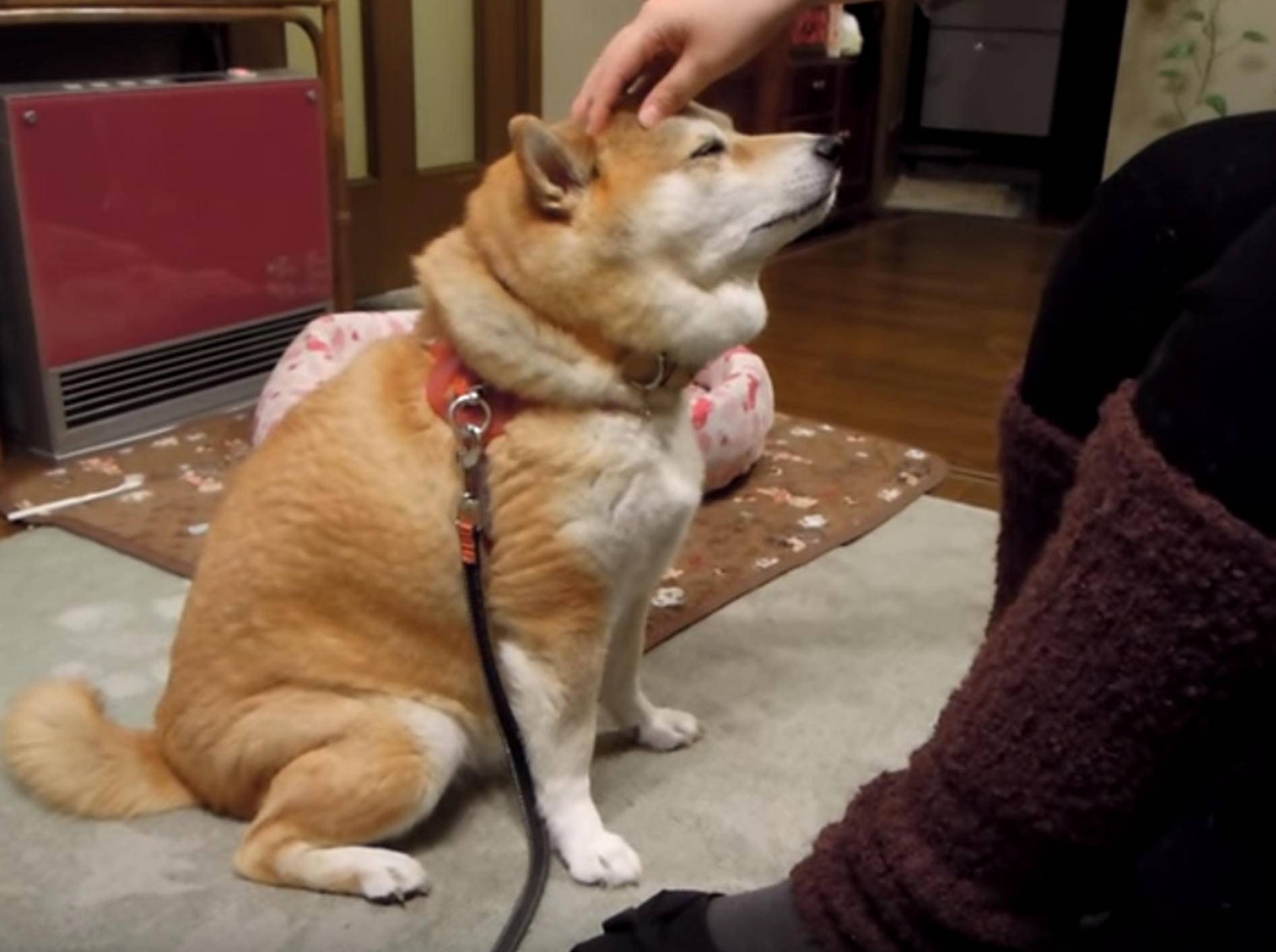 Dieser Hund weiß, wie er Streicheleinheiten bekommt – Bild: YouTube / arikawa1