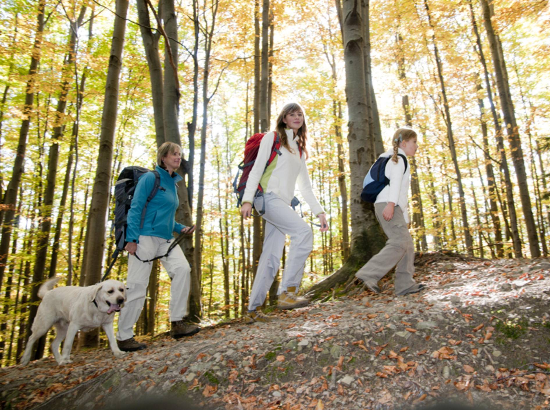 Durch Berg, Wald und Tal – Hunde lieben das Wandern – Shutterstock / gorillaimages