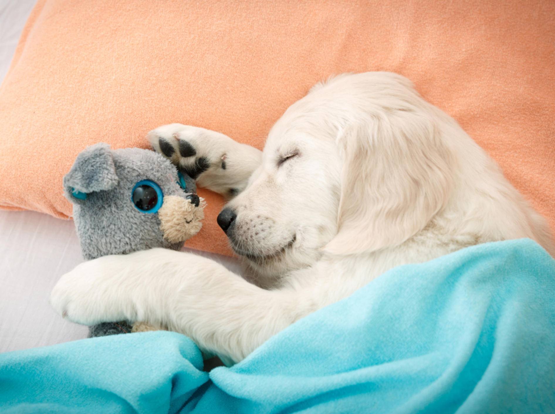"Ohne mein Kuscheltier kann ich nicht schlafen!" – Bild: Shutterstock / NotarYES