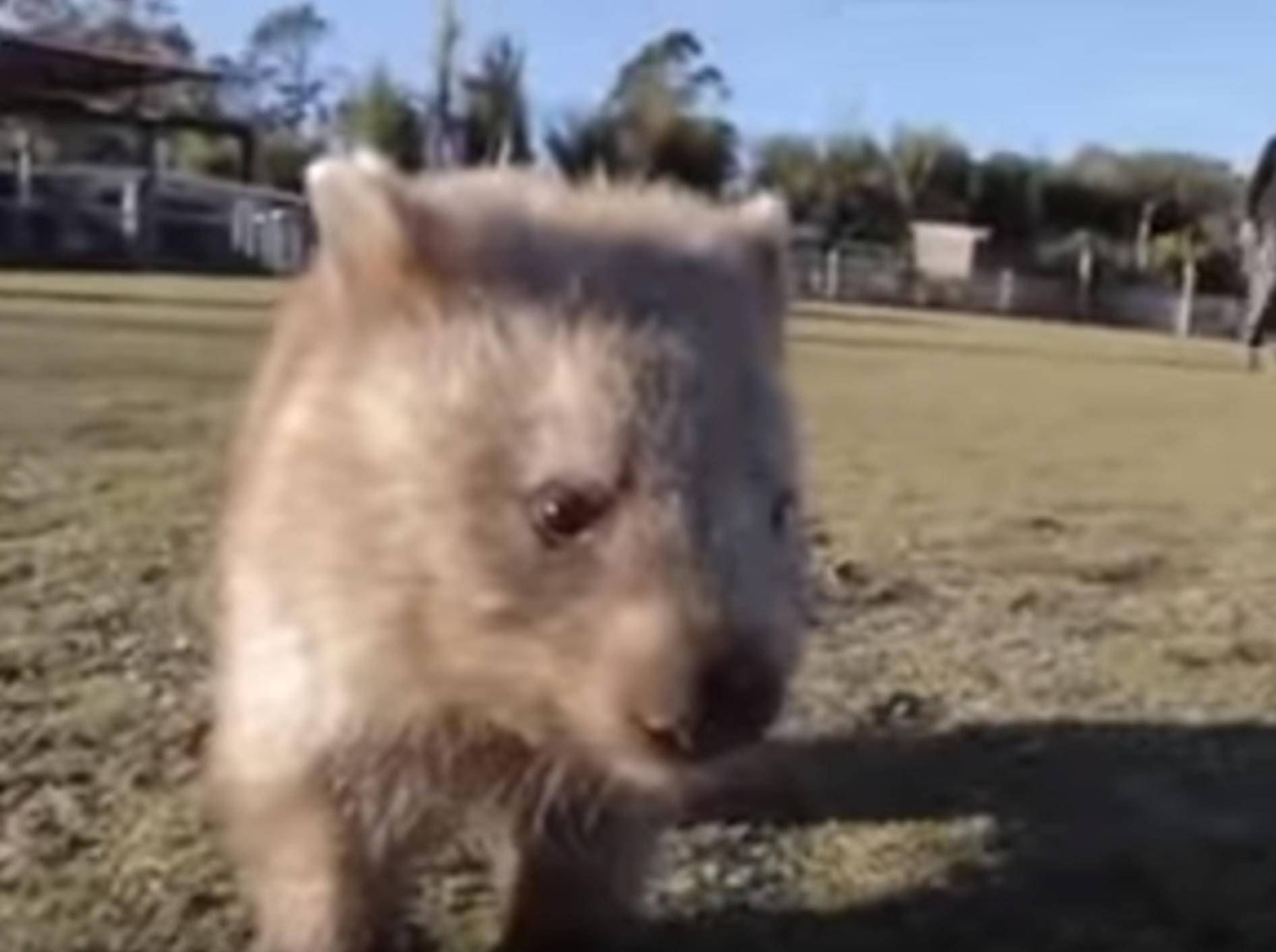 Frische Luft genießen: Wombat Millie auf Tour – Bild: YouTube / Symbio Wildlife Park