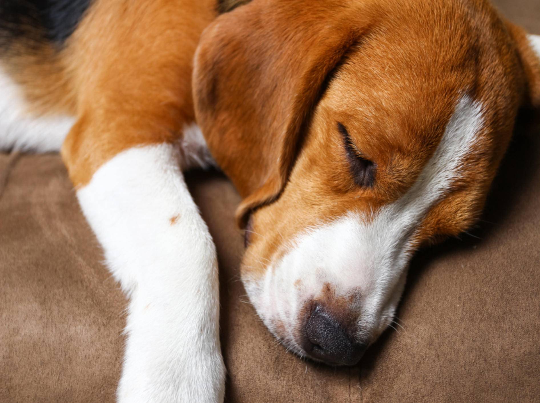 Hunde mit Schlappohren erkranken häufiger an einer Ohrenentzündung – Shutterstock / Napat