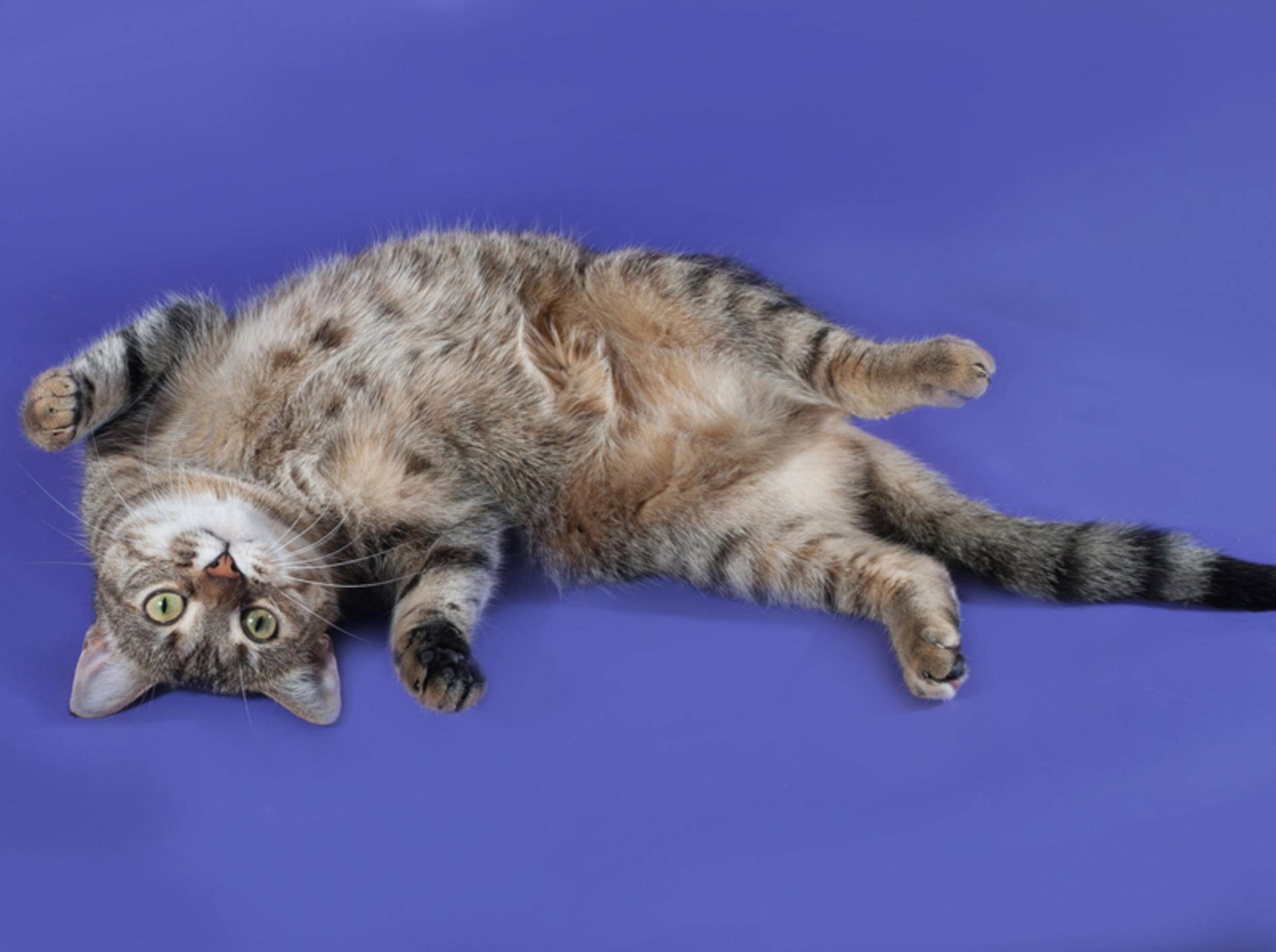 Bewegung kann Ihrer Katze beim Abnehmen helfen – Shutterstock / hannadarzy