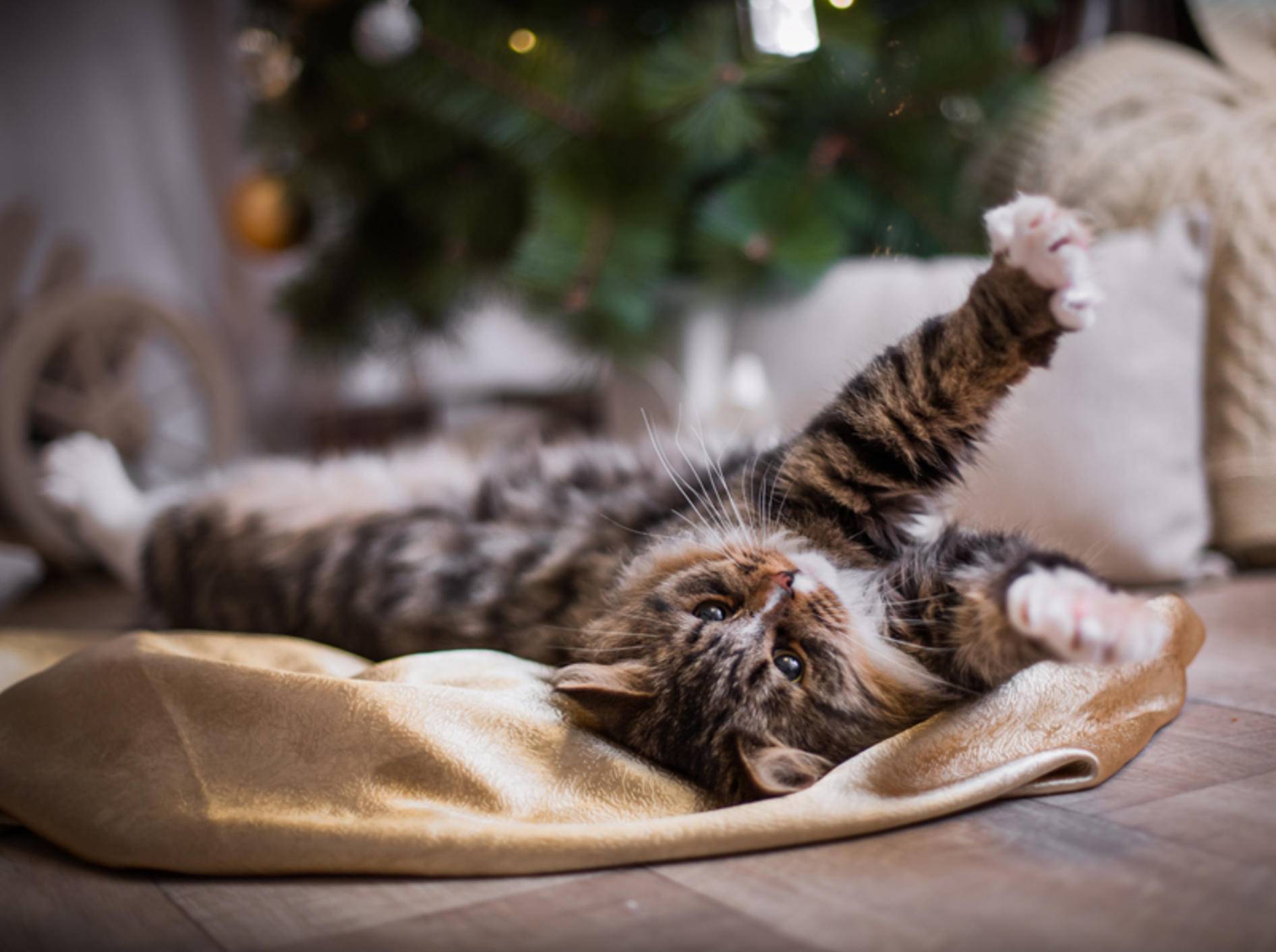 "Weihnachtsstress? Nicht mit mir", denkt diese entspannte Katze – Shutterstock / dezi
