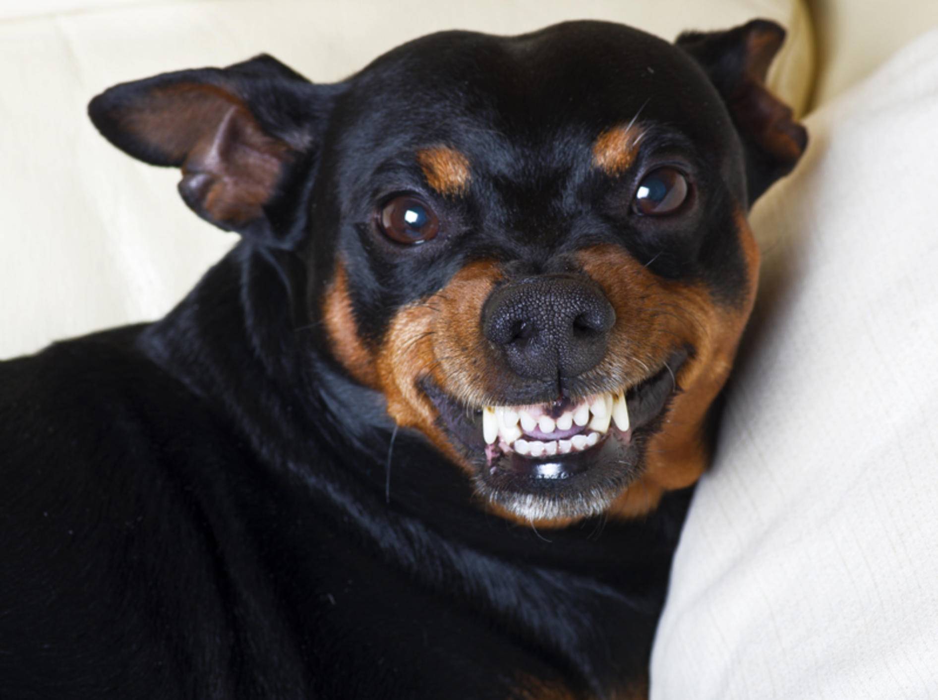 Wenn Ihr Hund auf einen Menschen so reagiert, stimmt oft etwas nicht – Shutterstock / O.Bellini