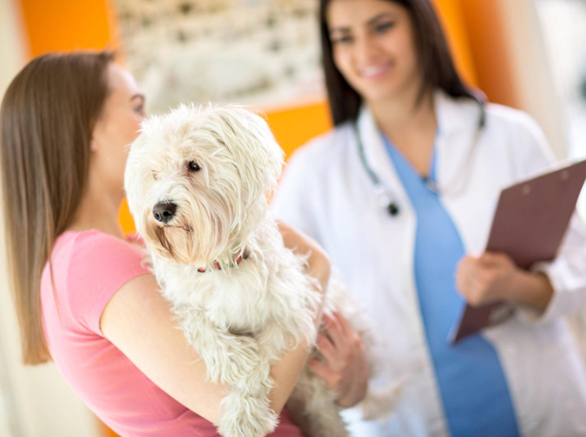 Gute Zusammenarbeit mit dem Tierarzt hilft Ihrem Tier, gesund zu werden – Shutterstock / Lucky Business
