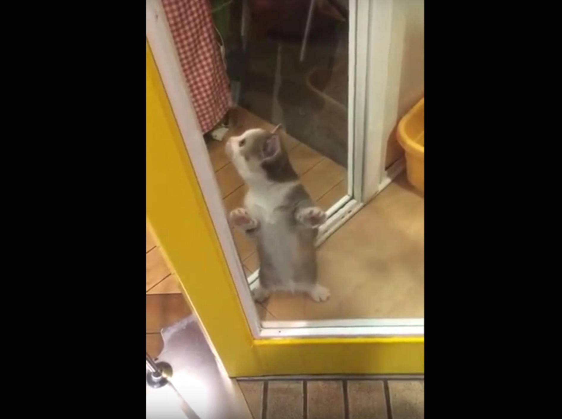 Süße Katze freut sich über Rückkehr von Lieblingsmensch – YouTube / bluestrattos