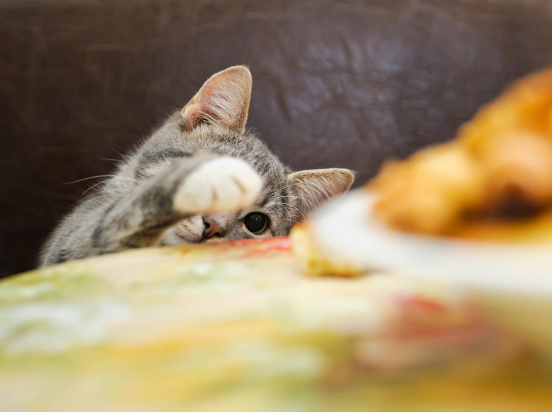 "Ich will auch ein Stück!": Katze will Essen klauen – Shutterstock / mik ulyannikov