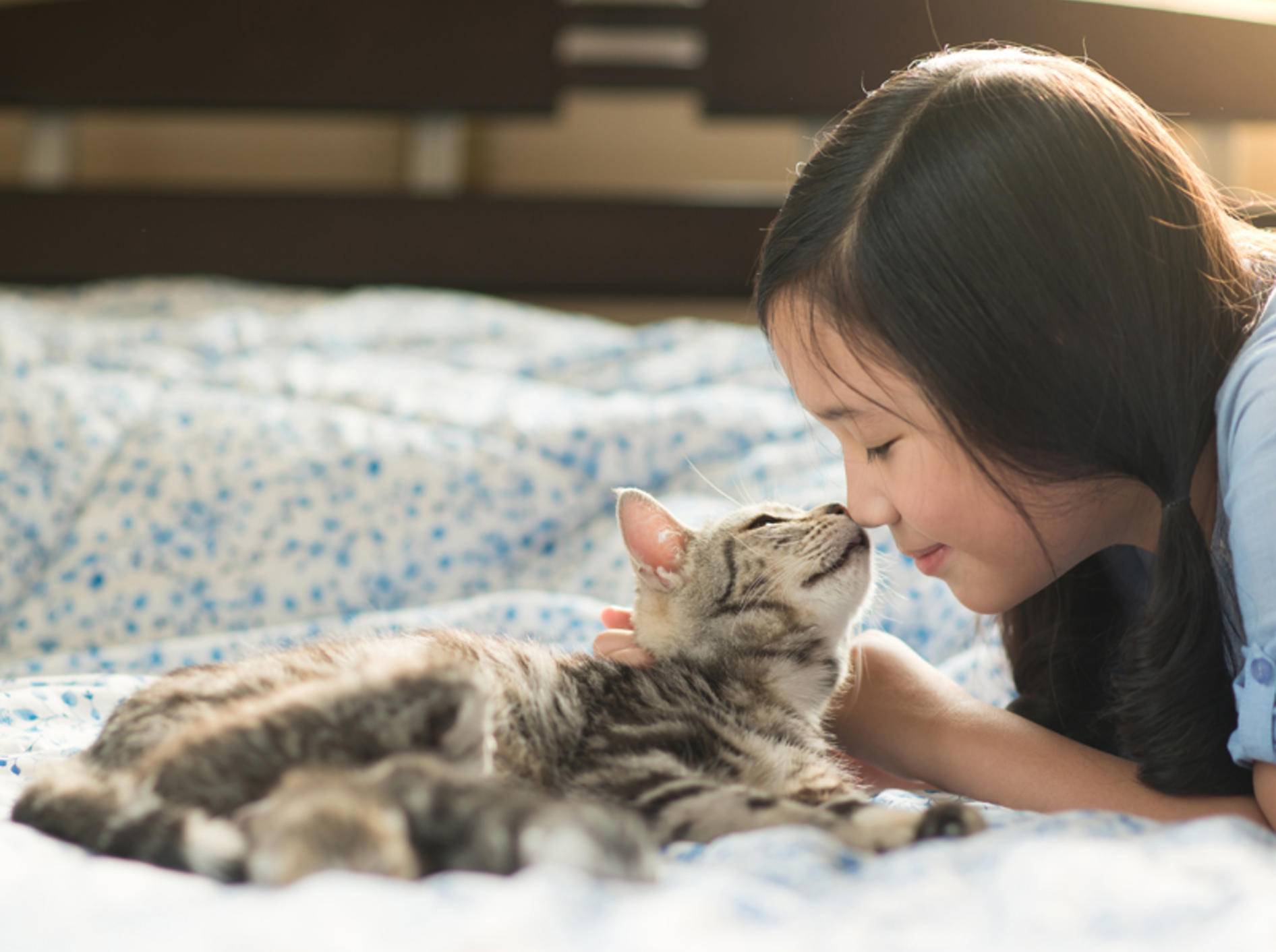 Gesucht und gefunden: Kätzchen kuschelt mit seinem Herzensmenschen – Shutterstock / ANURAK PONGPATIMET