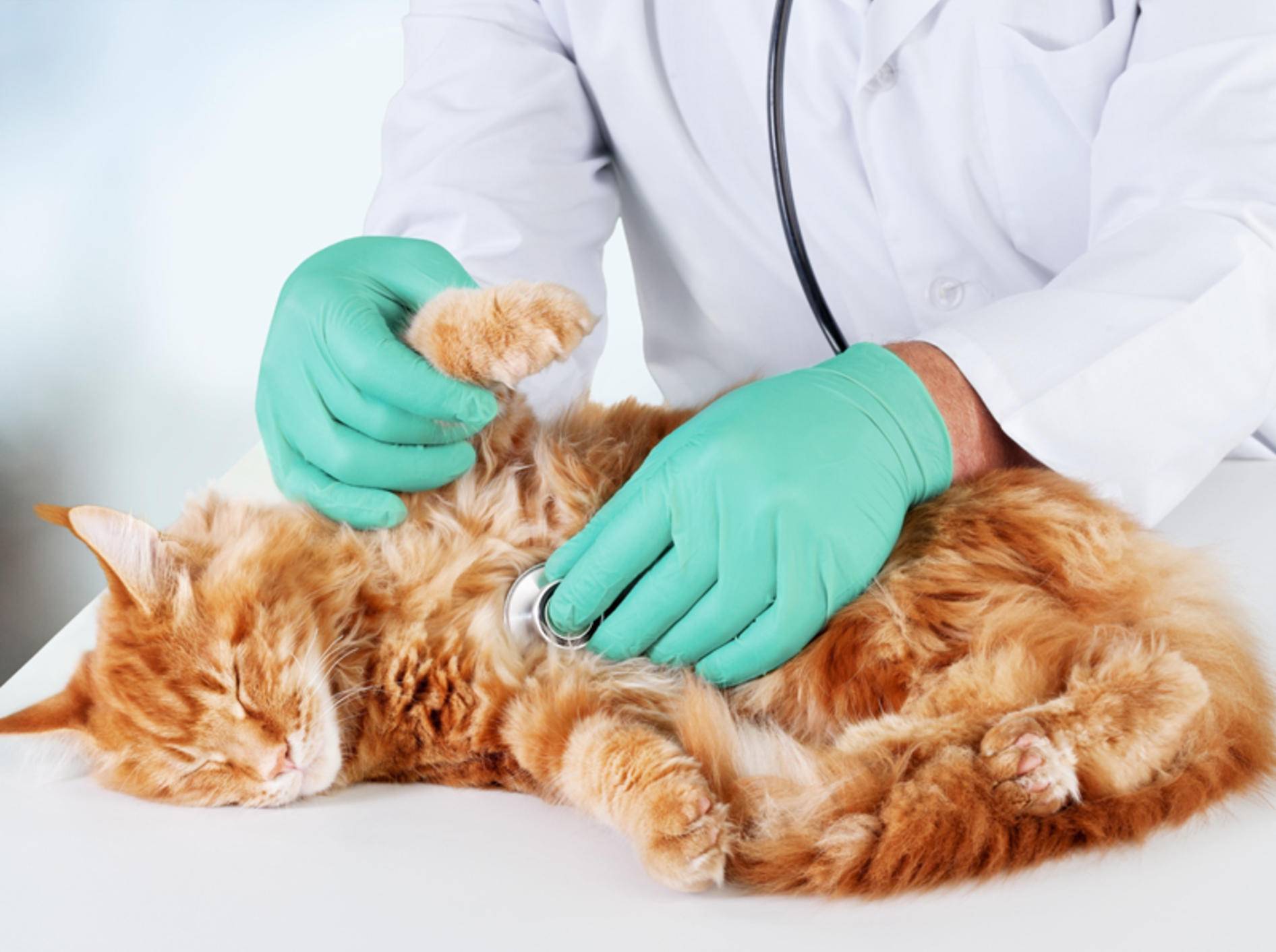 Bei einem Darmverschluss kommt Ihre Katze um eine OP nicht herum – Shutterstock / www.BillionPhotos.com