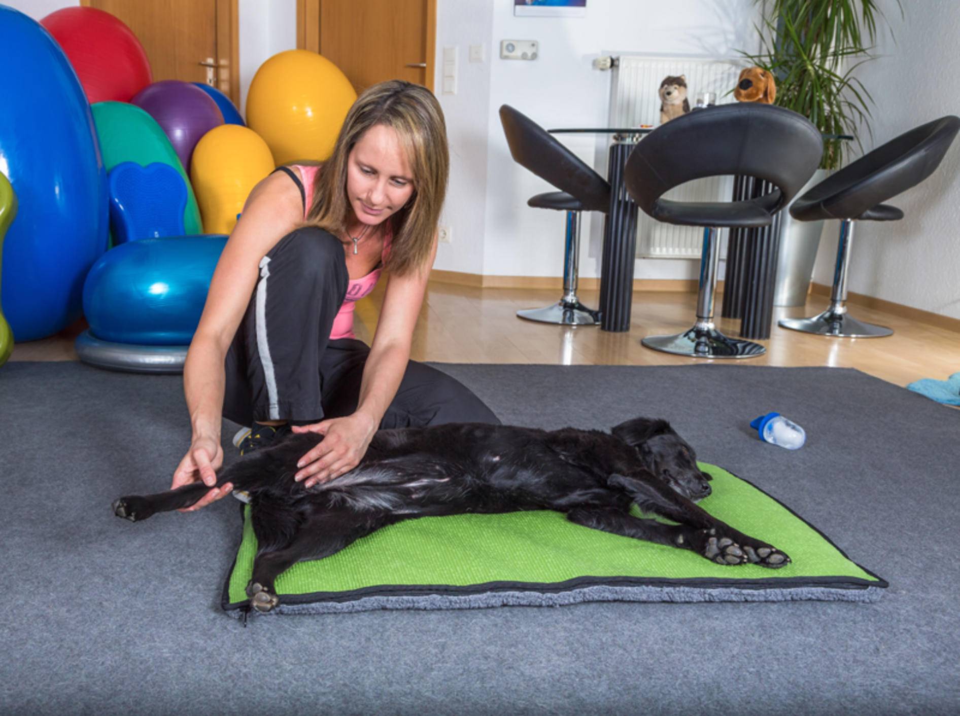 Dieser süße Hund genießt seine Massage – Shutterstock / msgrafixx