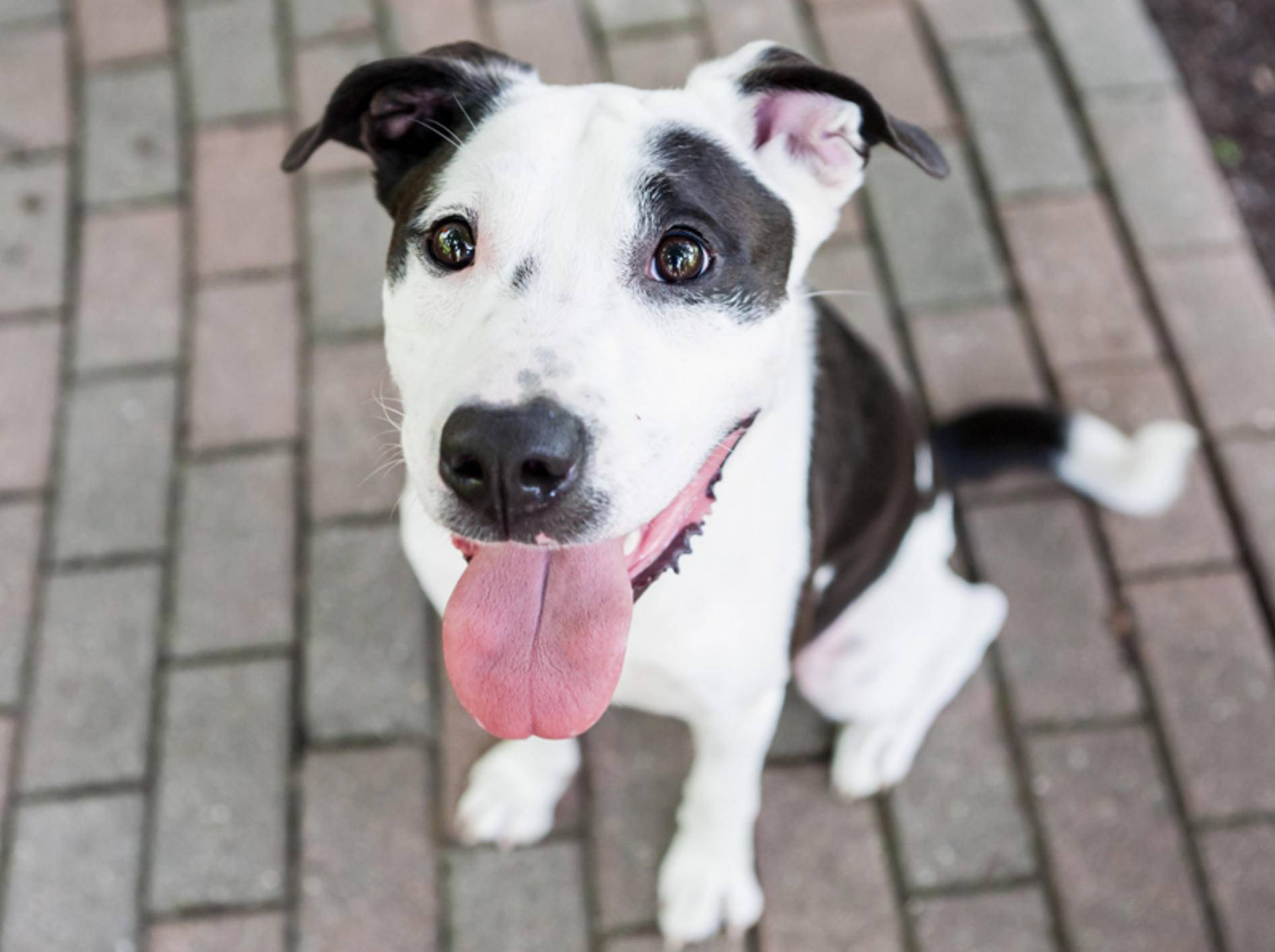 In vielen Bundesländern müssen Pitbulls als Listenhunde zum Wesenstest – Shutterstock / Victoria Rak