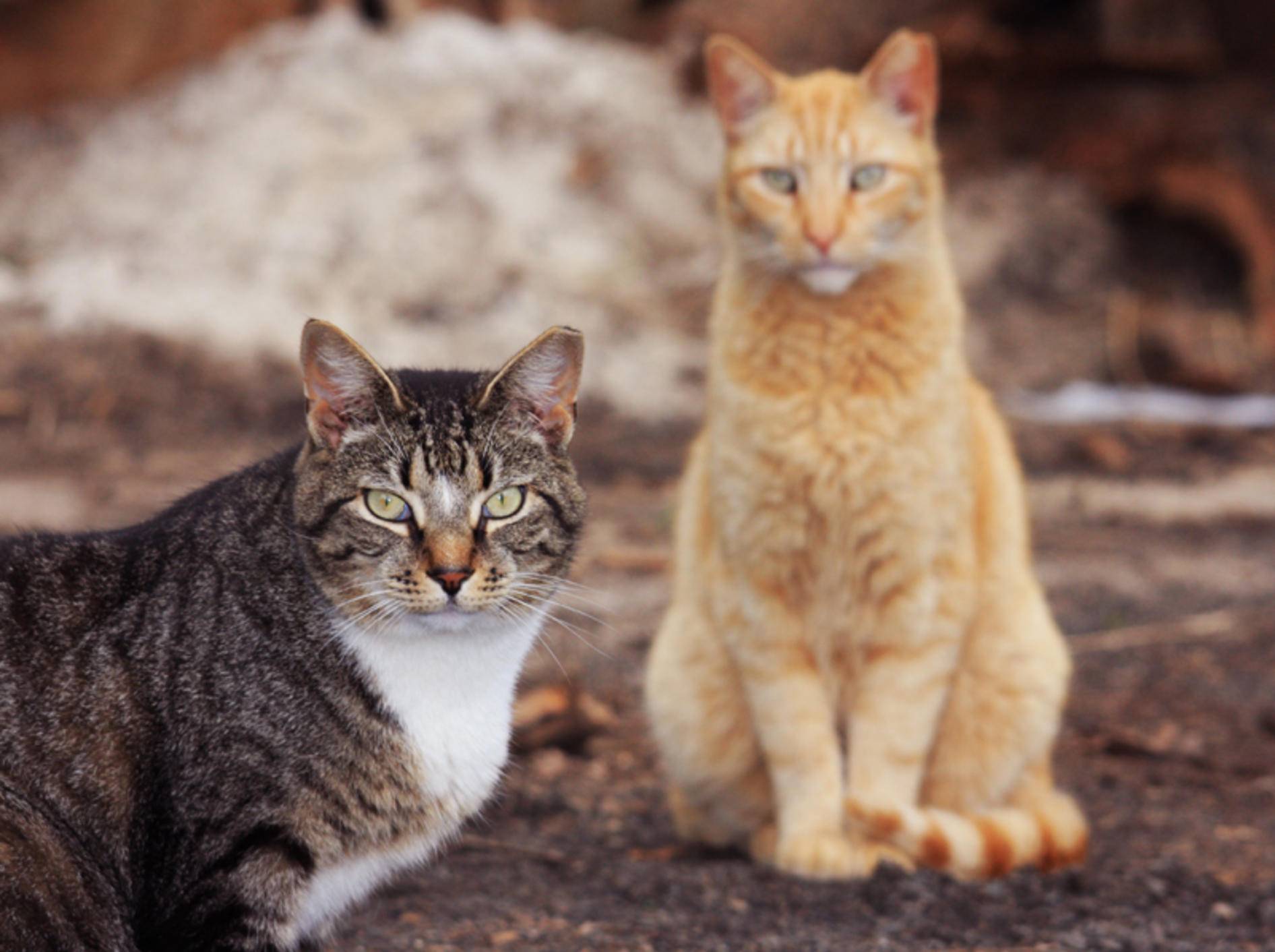 In Deutschland gibt es rund zwei Millionen streunende Katzen – Shutterstock / Joseph M. Arseneau